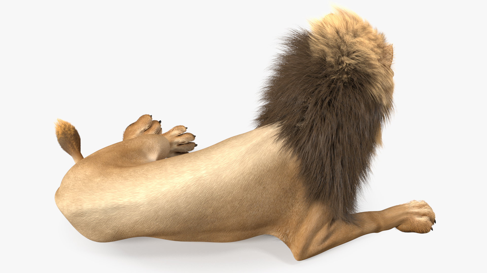 Lion Lying Pose Fur 3D model