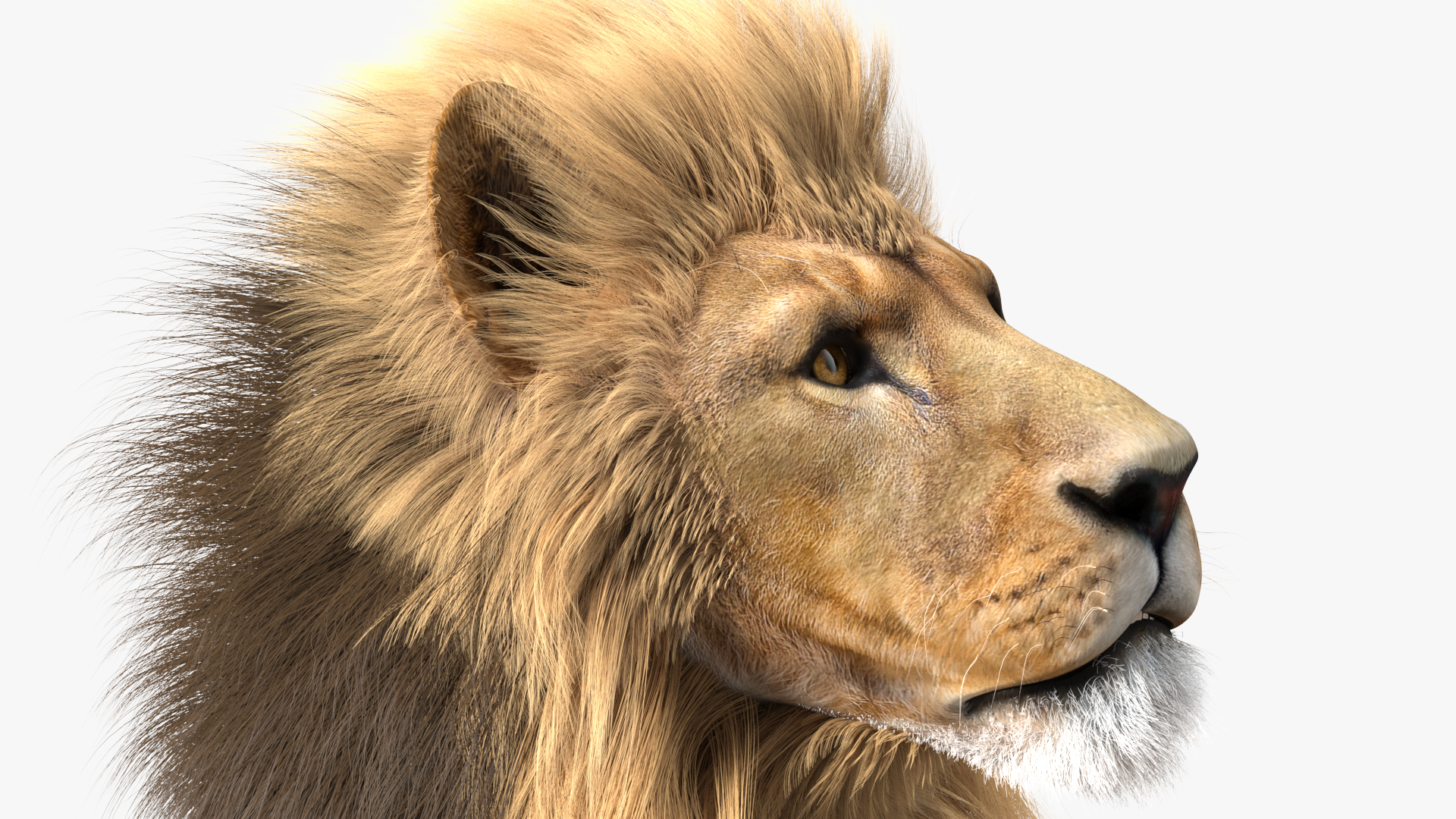 Lion Lying Pose Fur 3D model