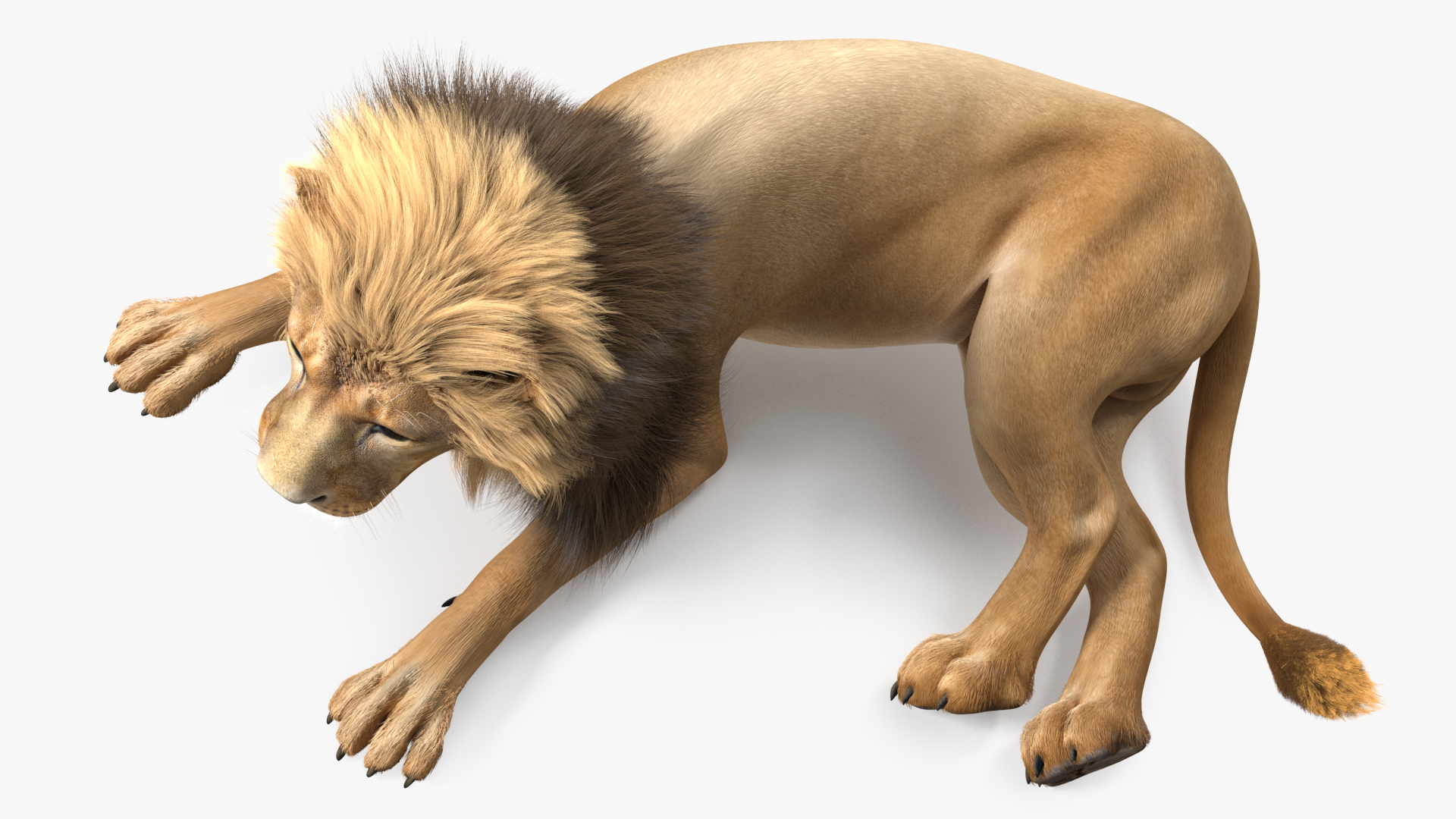 Lion Lying Pose Fur 3D model
