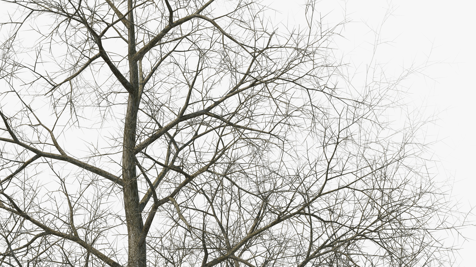 3D Bare Poplar Winter Tree model