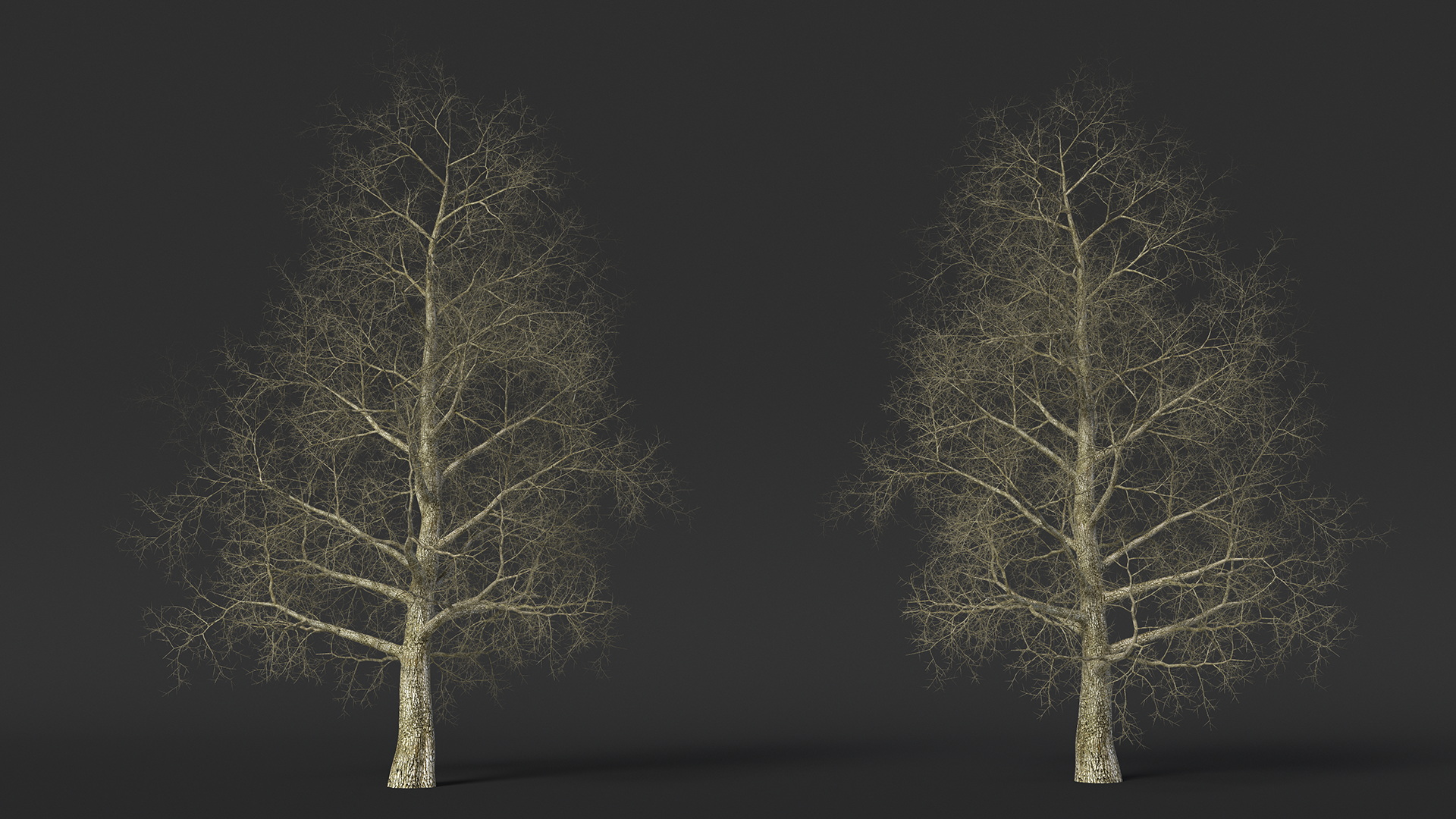 3D Bare Poplar Winter Tree model