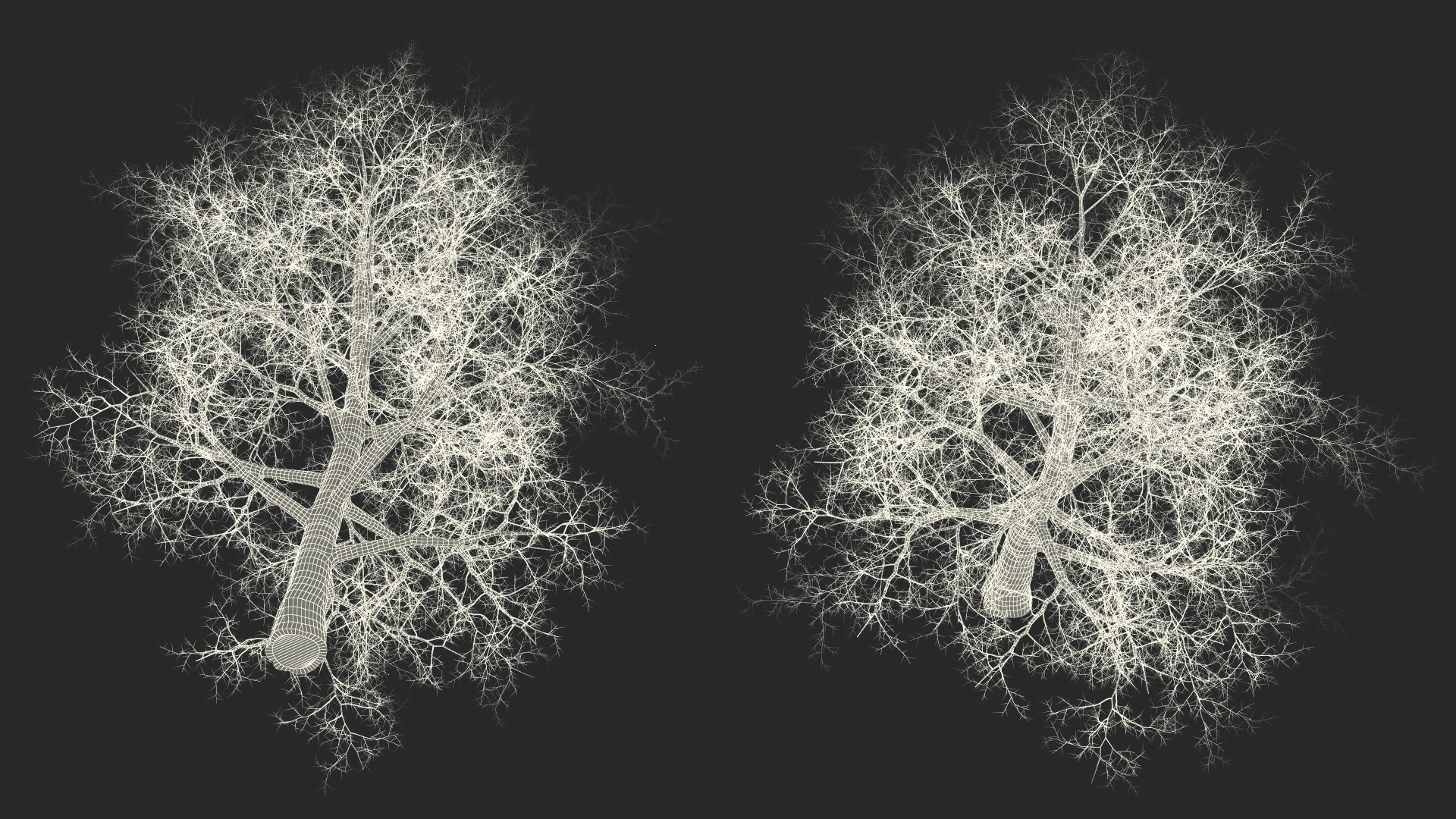 3D Bare Poplar Winter Tree model