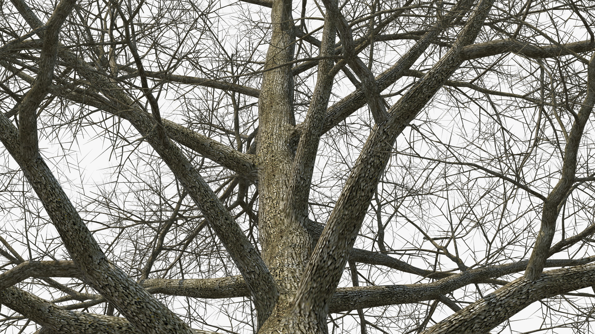 3D Bare Poplar Winter Tree model