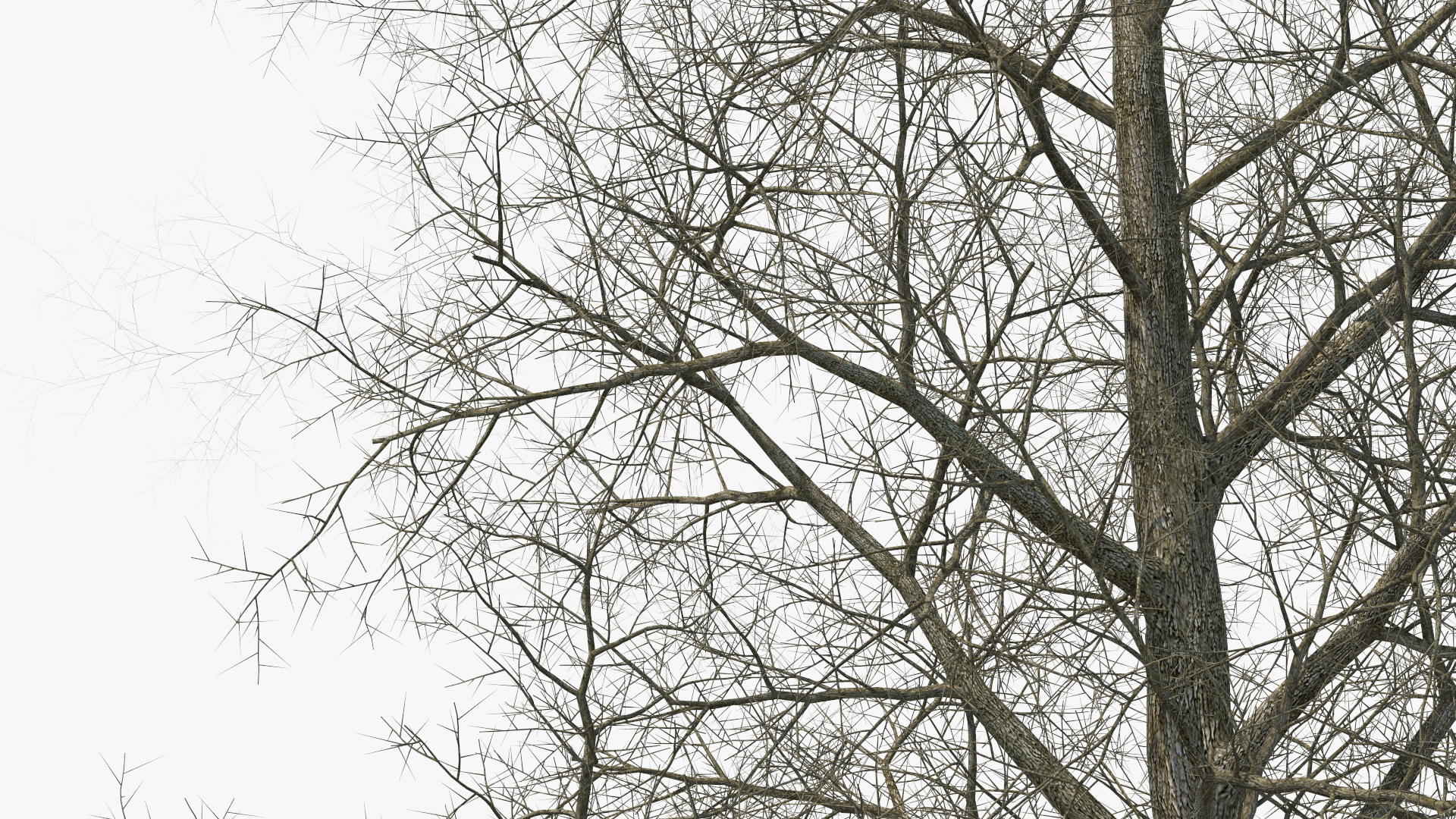 3D Bare Poplar Winter Tree model