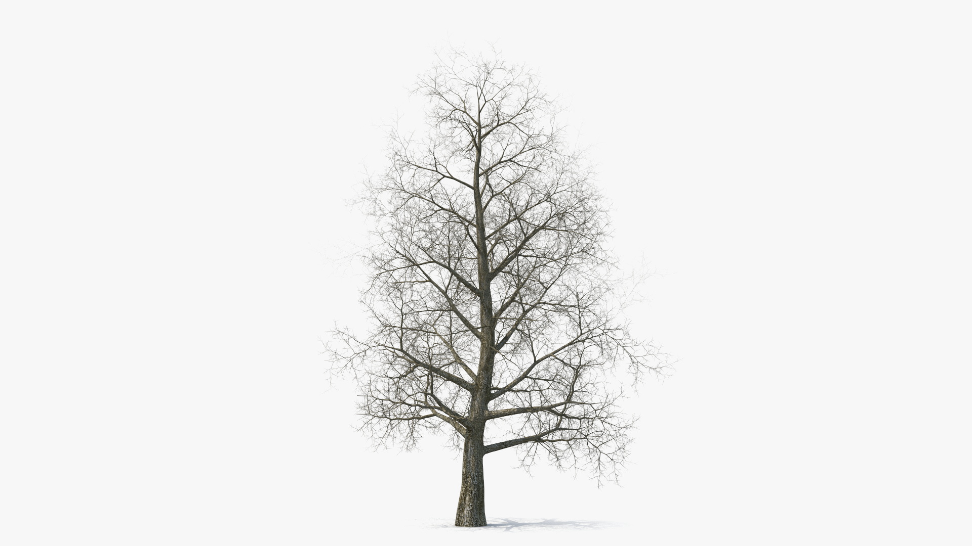 3D Bare Poplar Winter Tree model