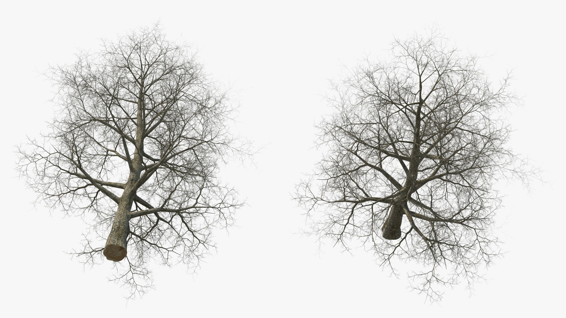 3D Bare Poplar Winter Tree model