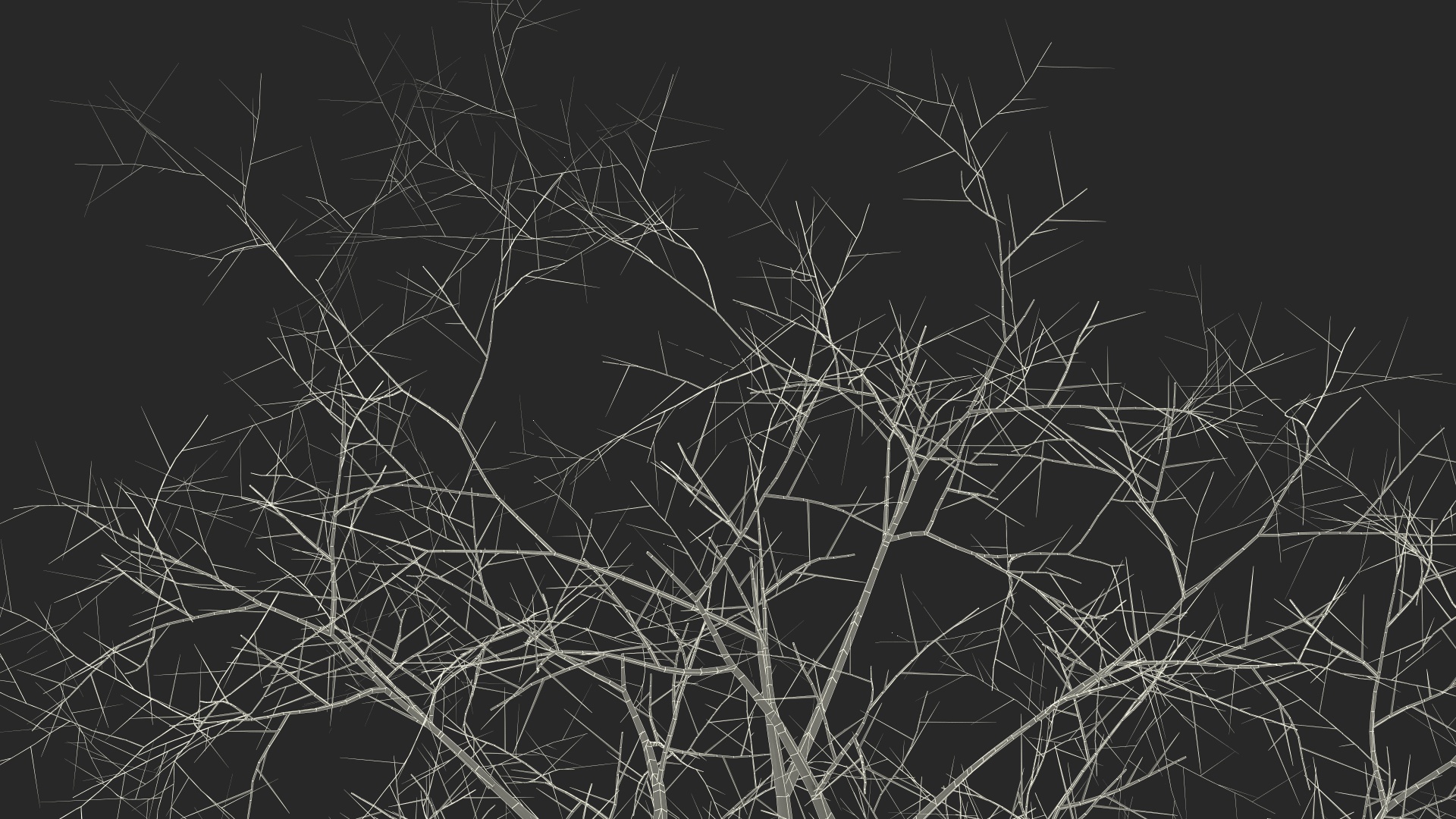 3D Bare Poplar Winter Tree model