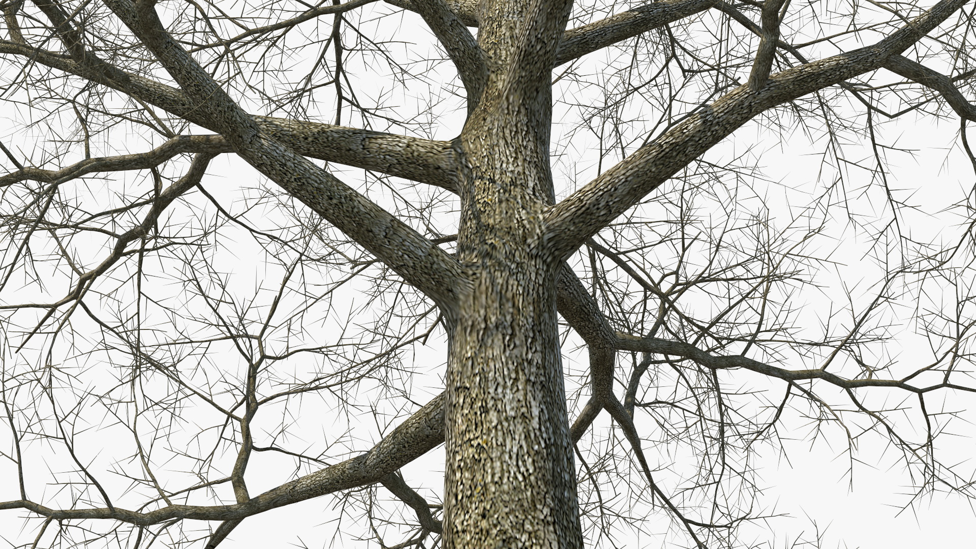 3D Bare Poplar Winter Tree model