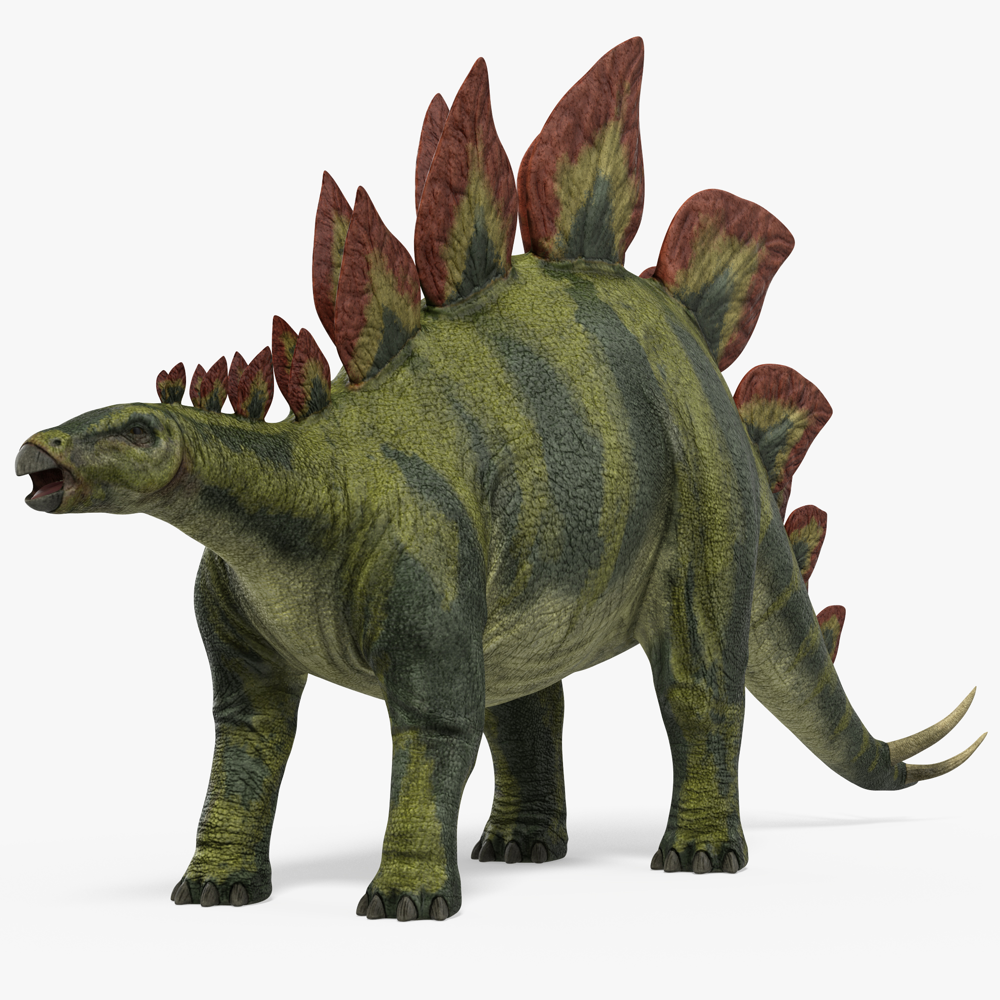 Stegosaurus, view 7