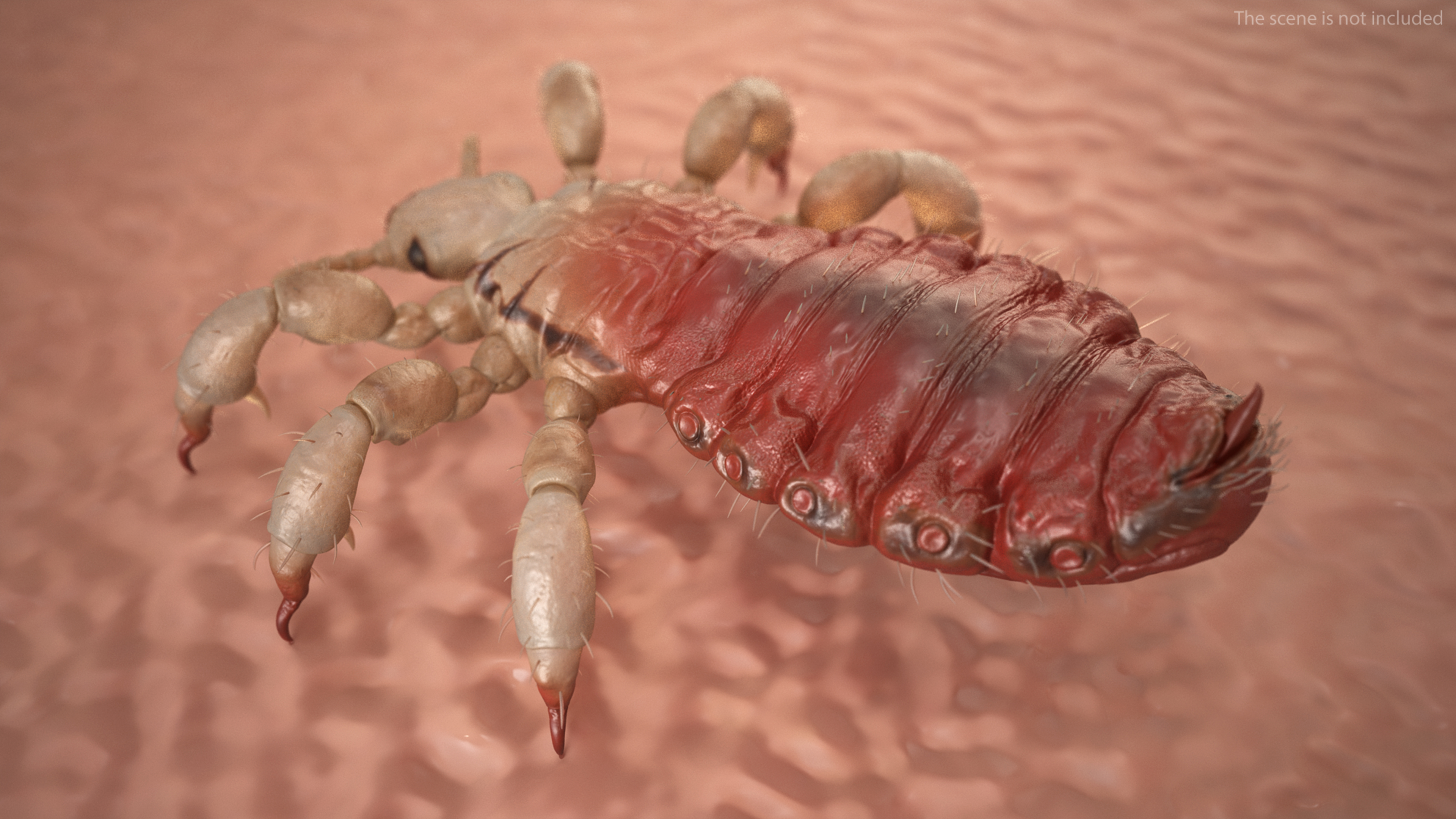 3D Head Louse Insect with Blood model