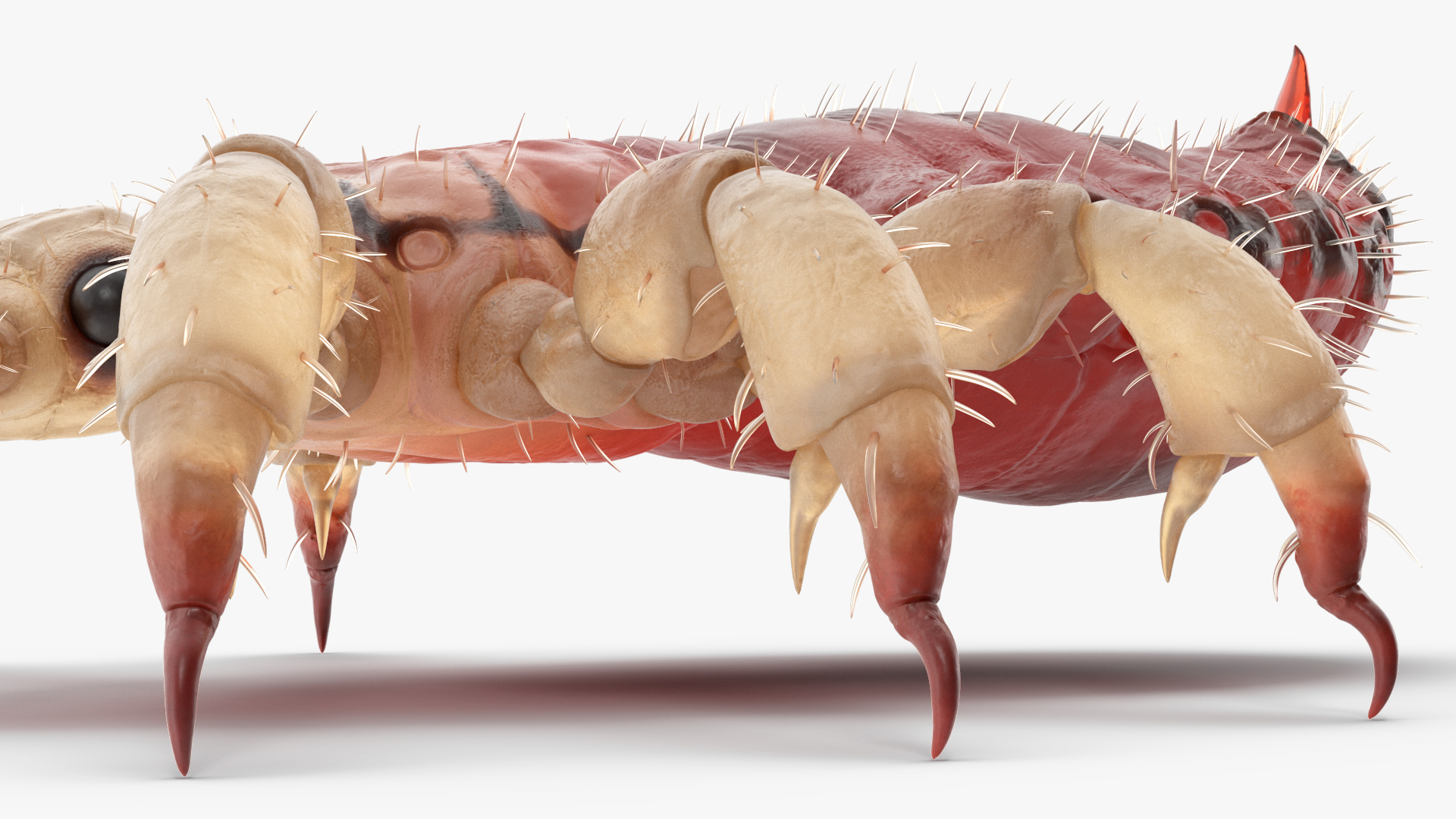 3D Head Louse Insect with Blood model