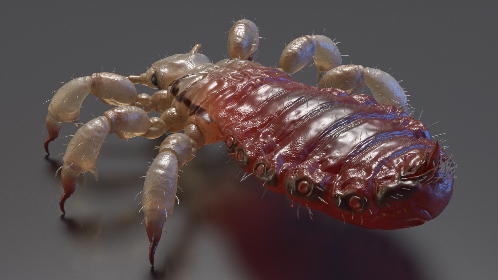 3D Head Louse Insect with Blood model