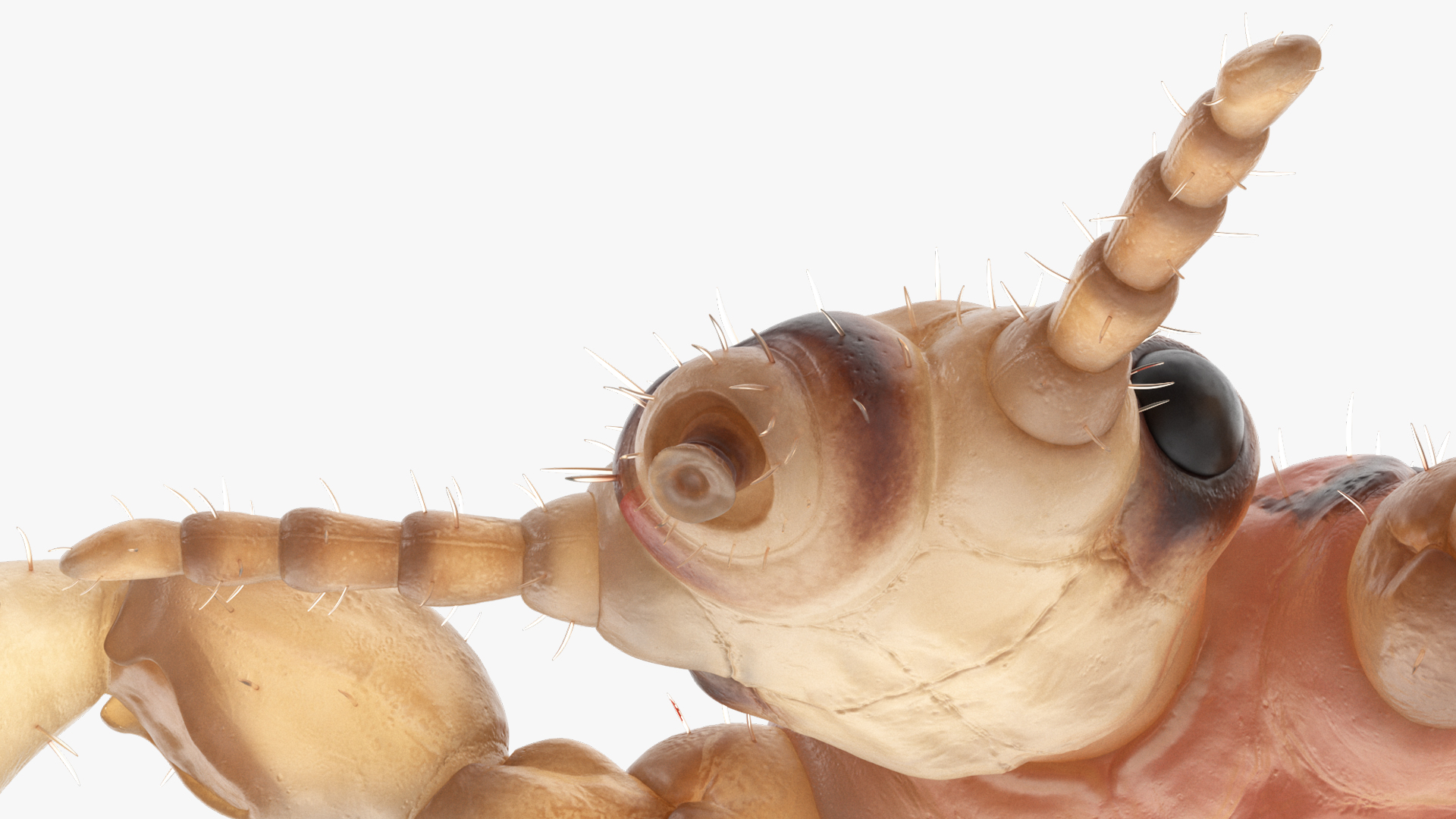 3D Head Louse Insect with Blood model