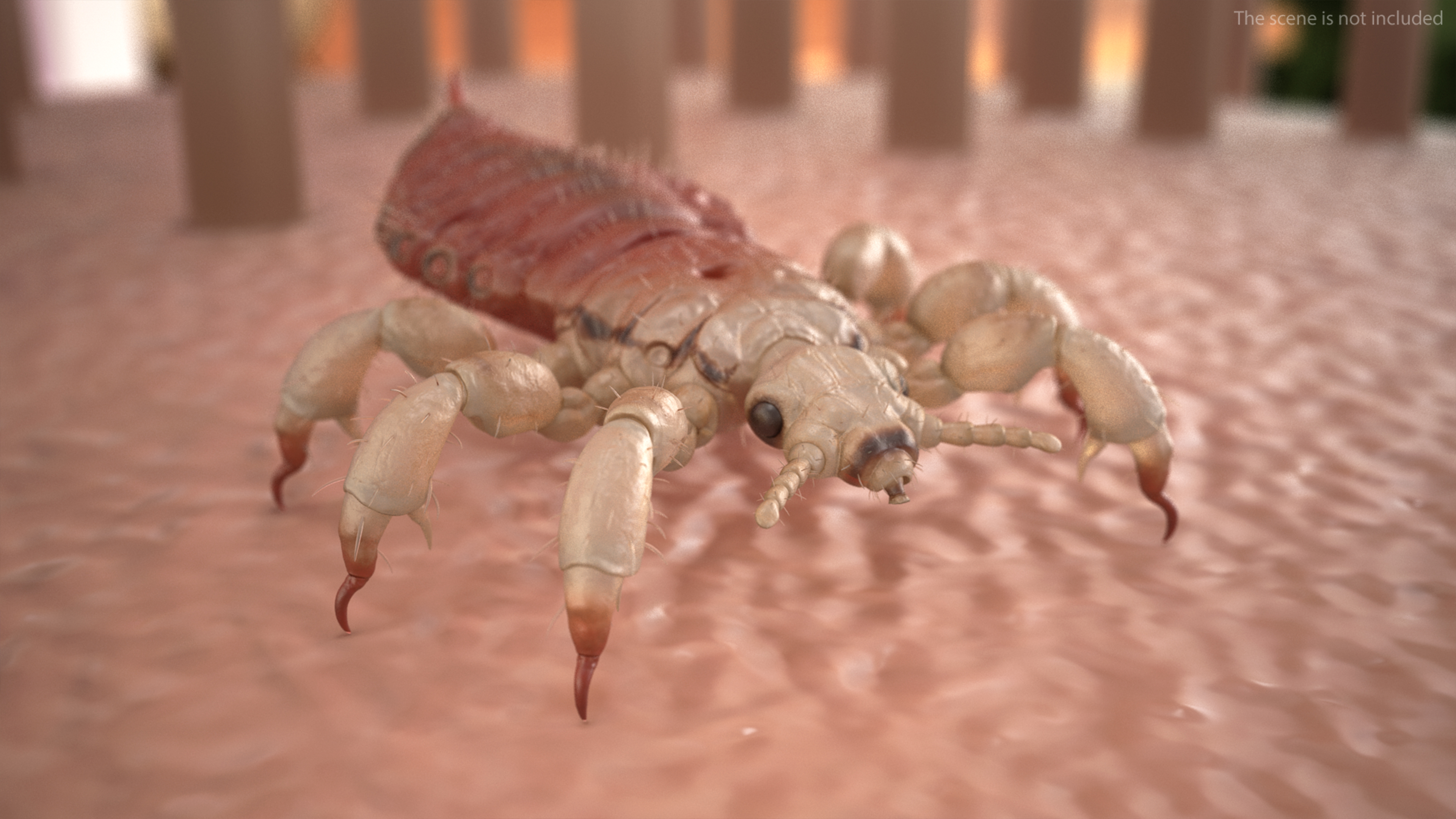 3D Head Louse Insect with Blood model