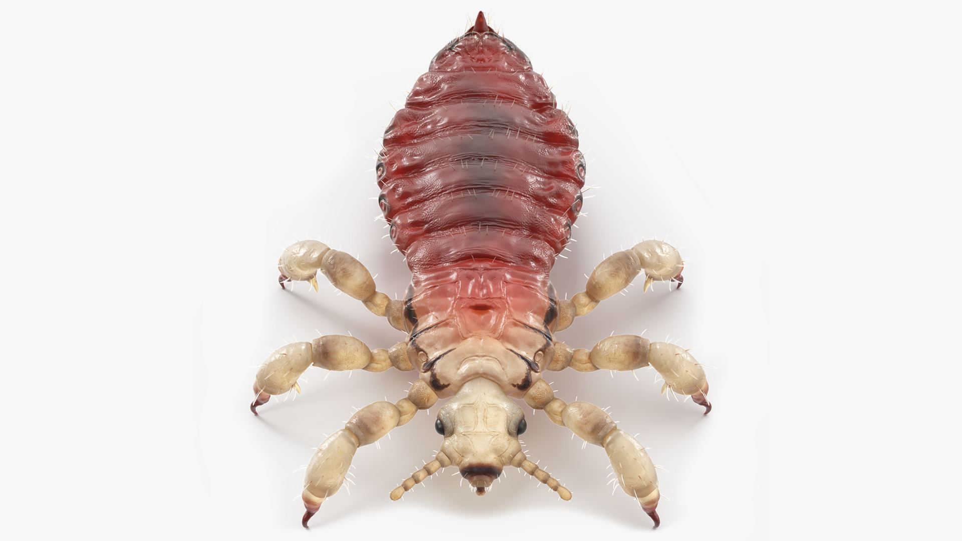 3D Head Louse Insect with Blood model