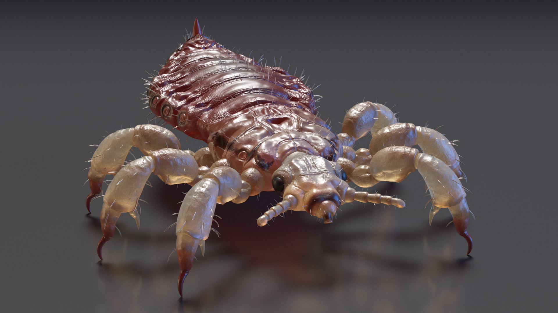 3D Head Louse Insect with Blood model