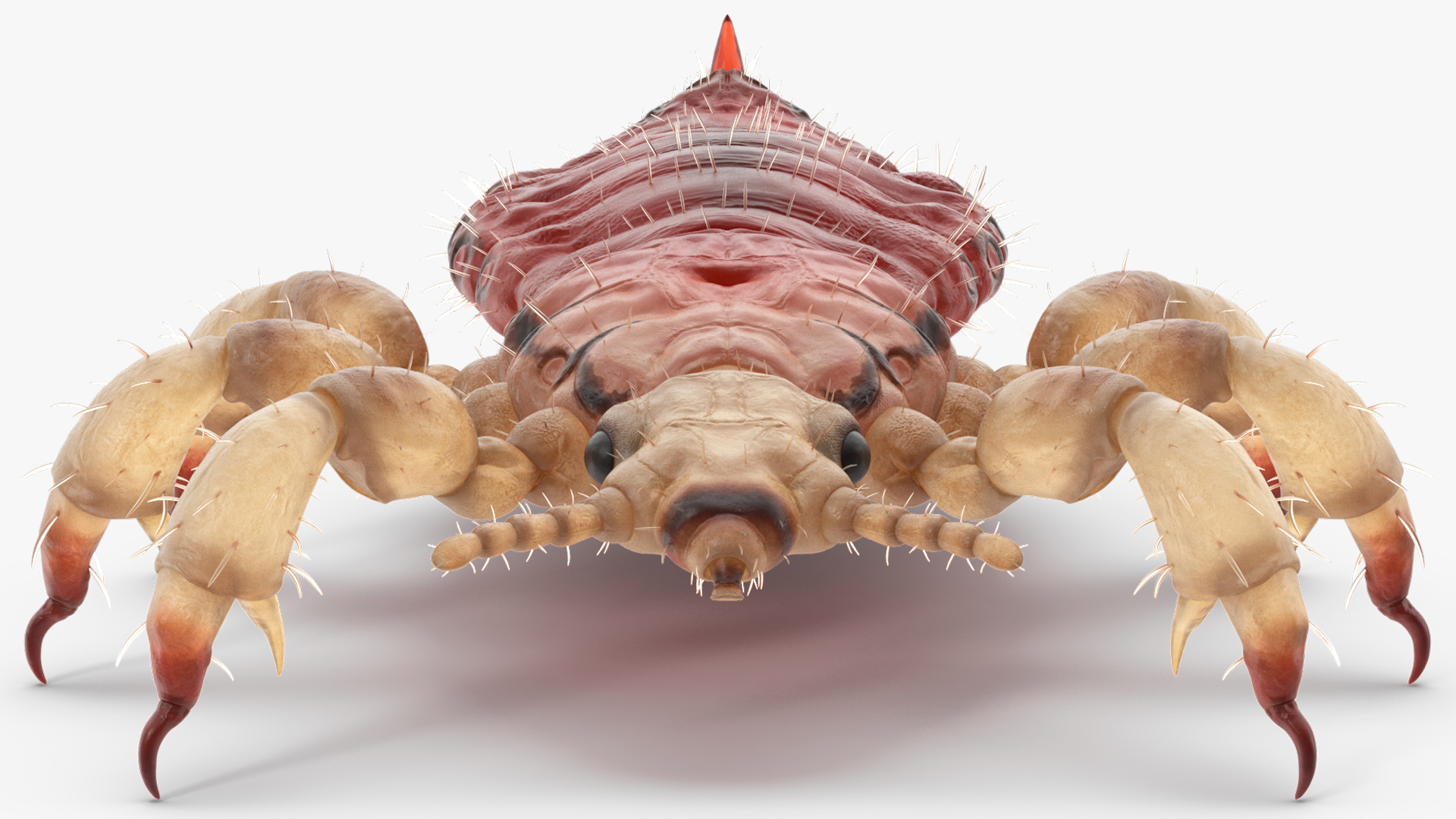 3D Head Louse Insect with Blood model