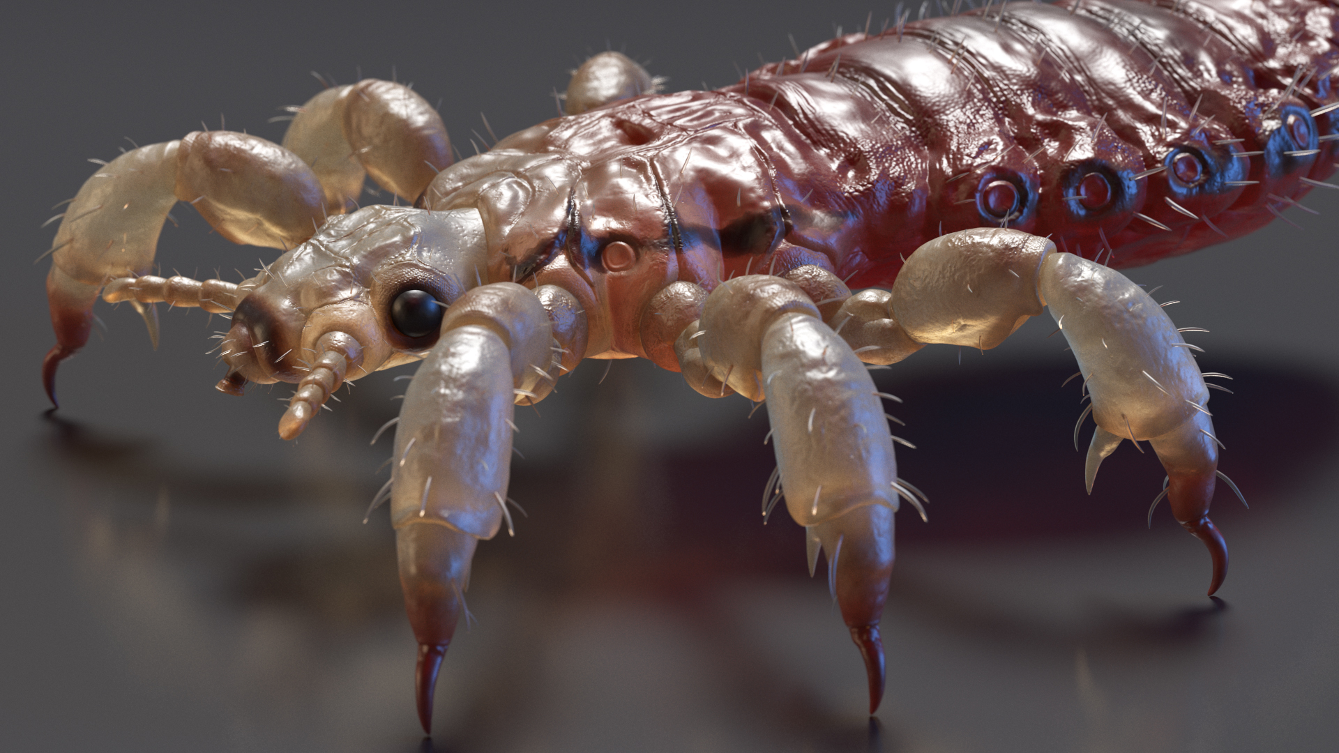 3D Head Louse Insect with Blood model