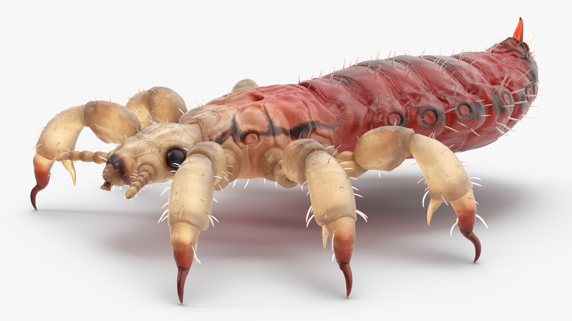 3D Head Louse Insect with Blood model