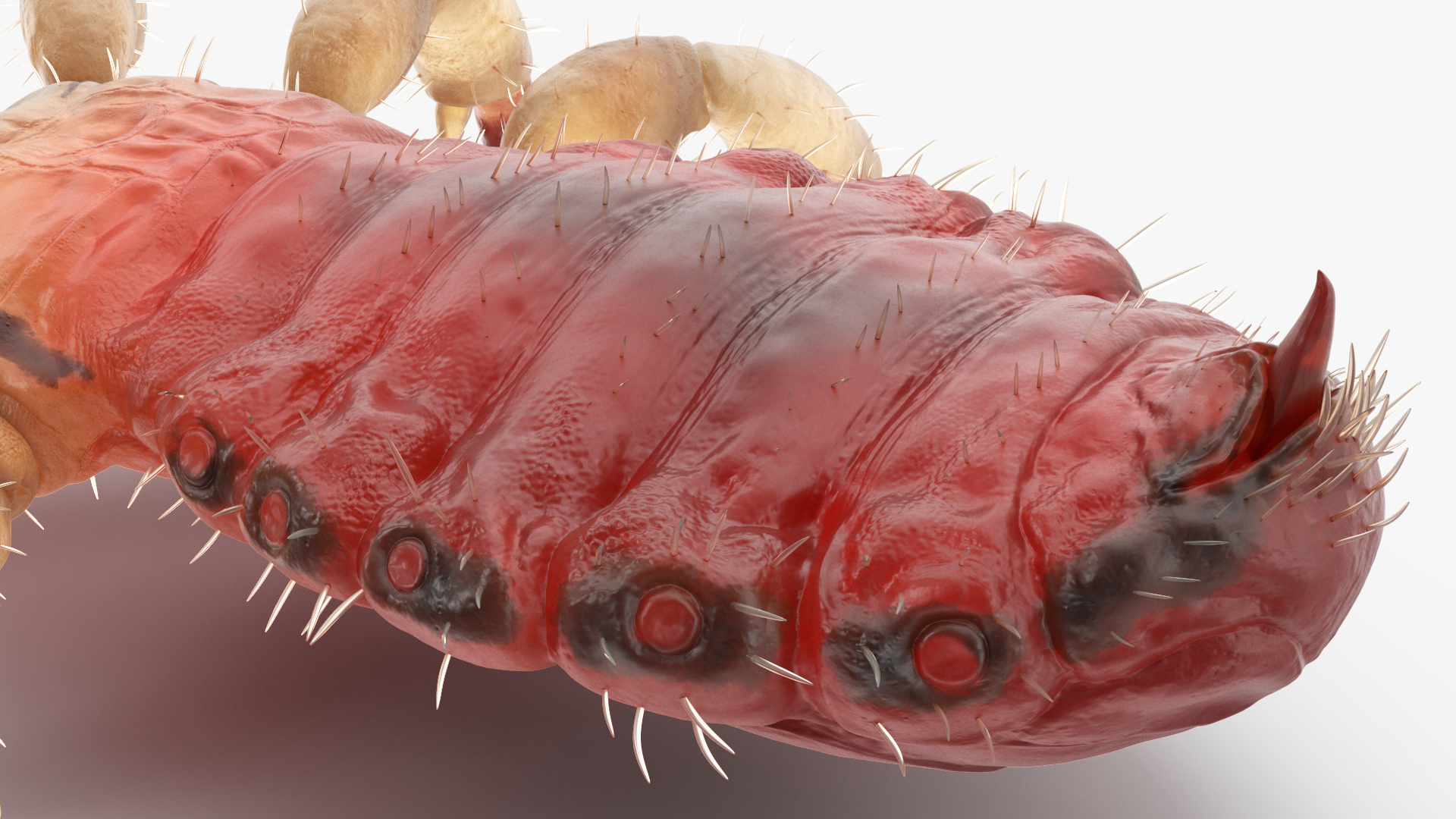 3D Head Louse Insect with Blood model