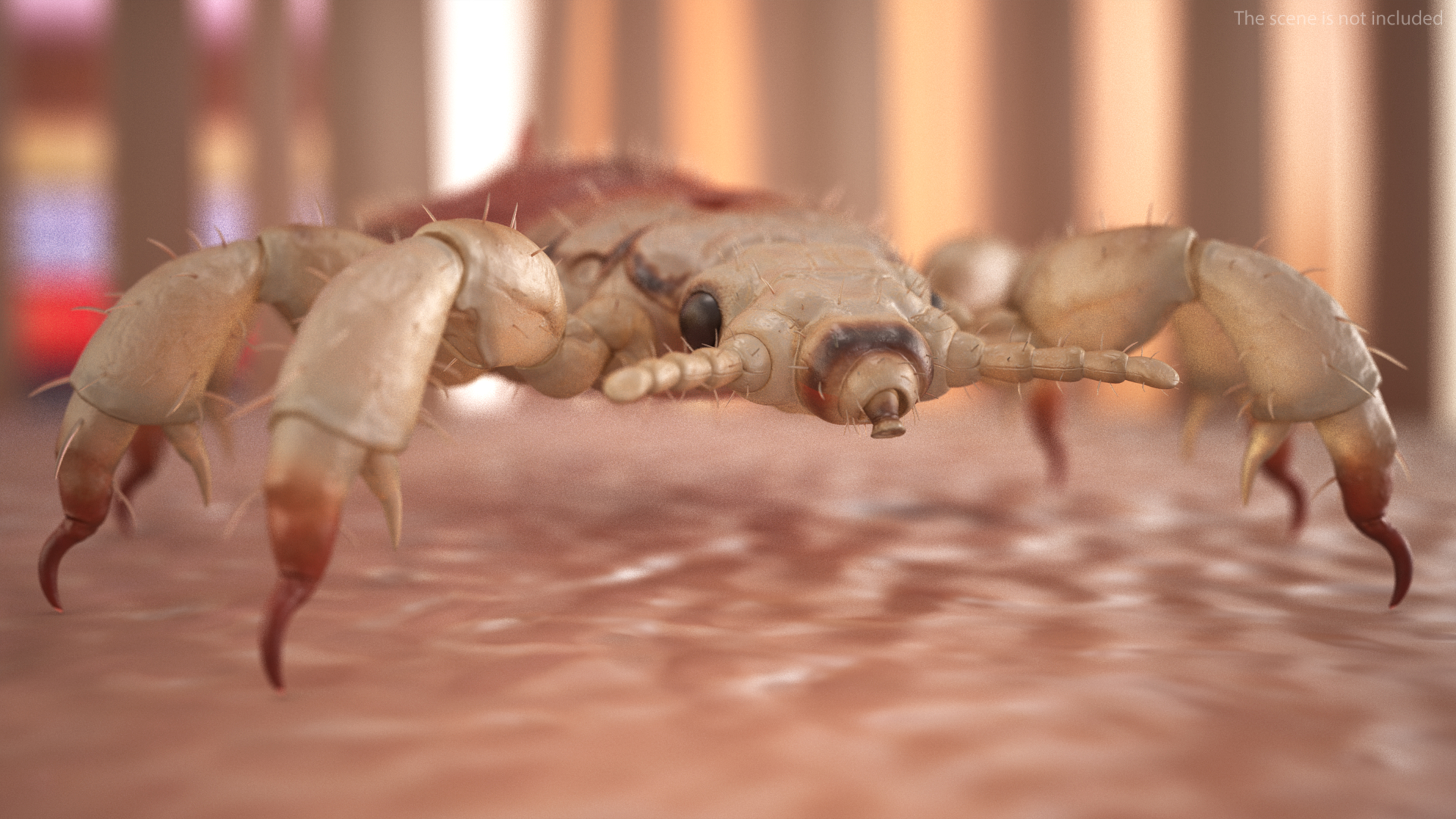 3D Head Louse Insect with Blood model