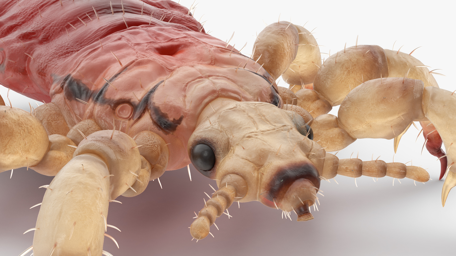 3D Head Louse Insect with Blood model