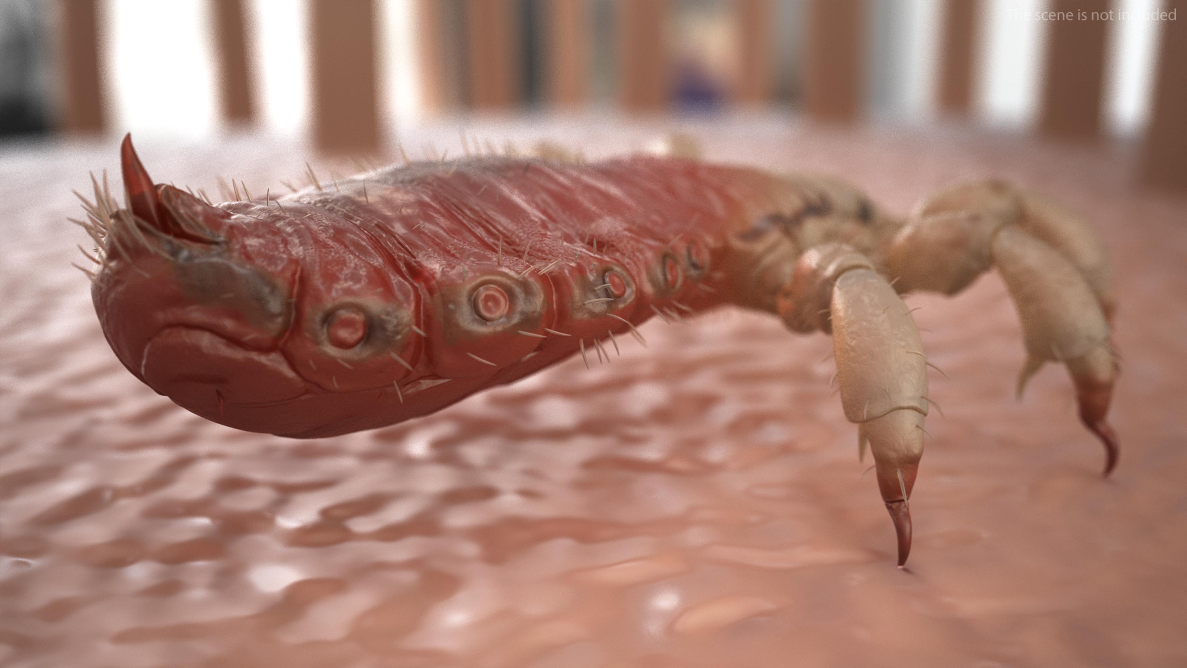 3D Head Louse Insect with Blood model