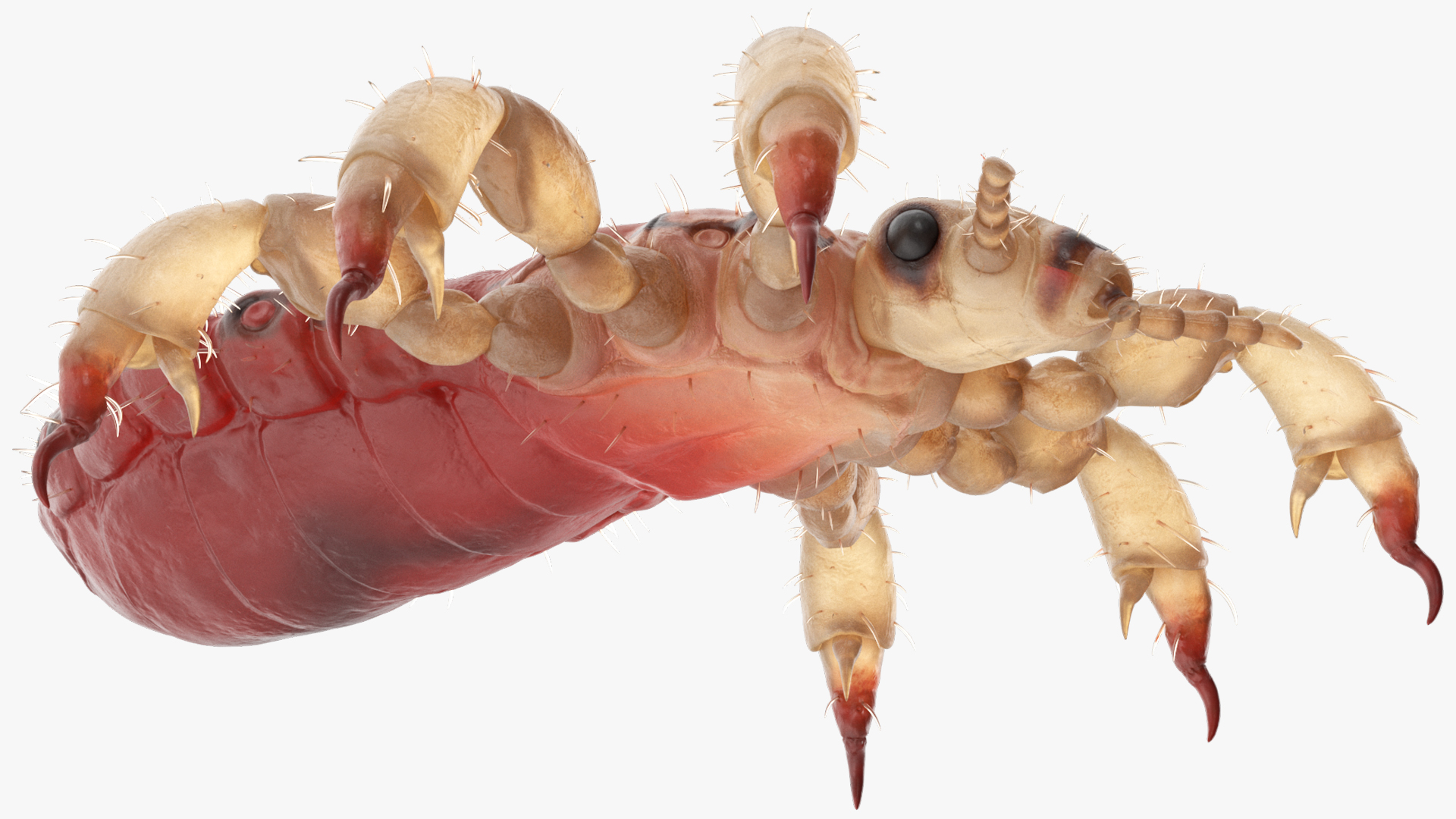 3D Head Louse Insect with Blood model