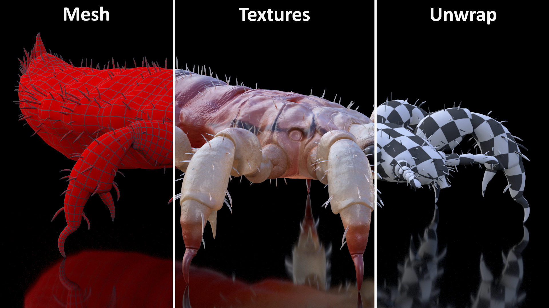 3D Head Louse Insect with Blood model