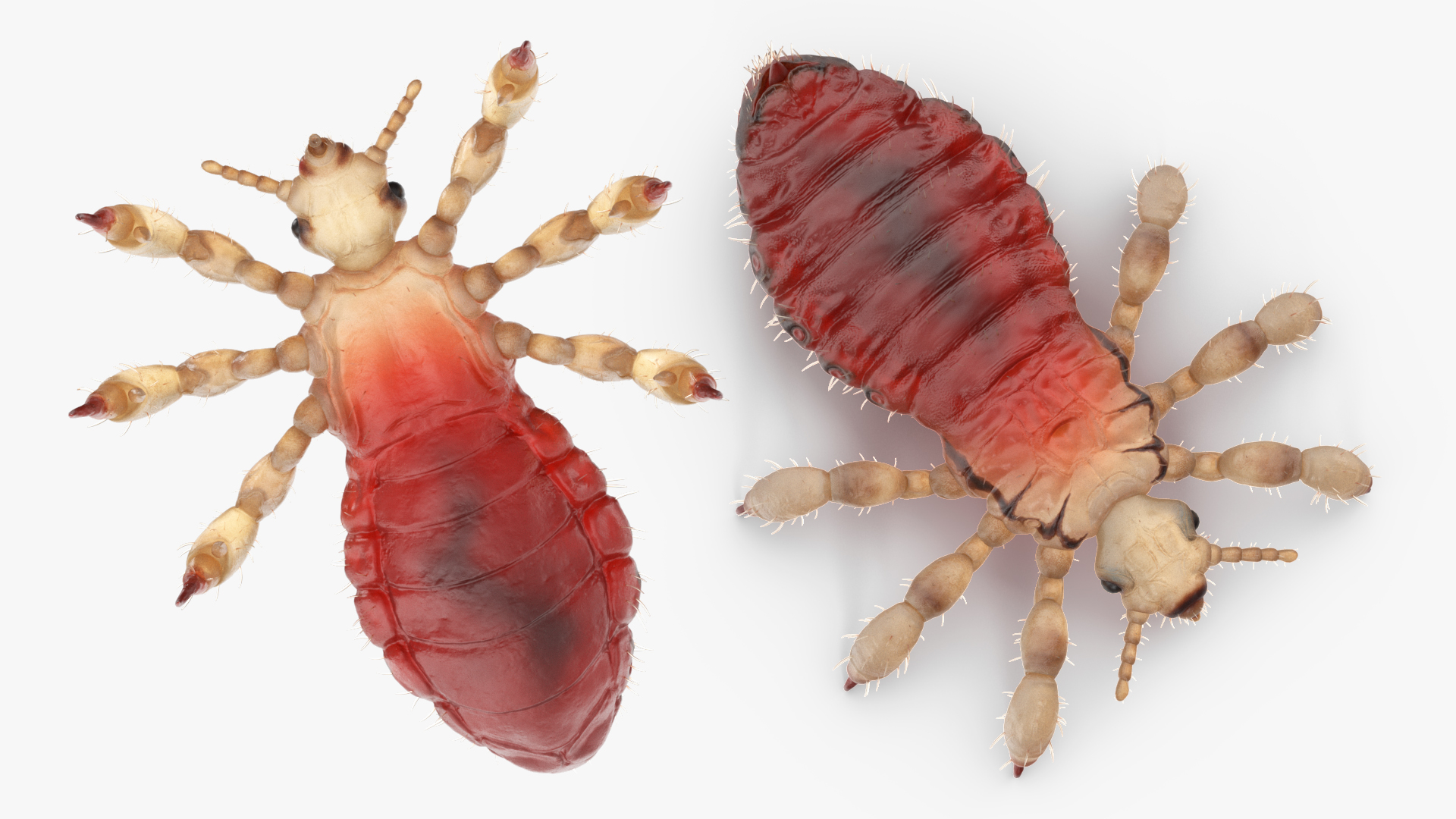 3D Head Louse Insect with Blood model