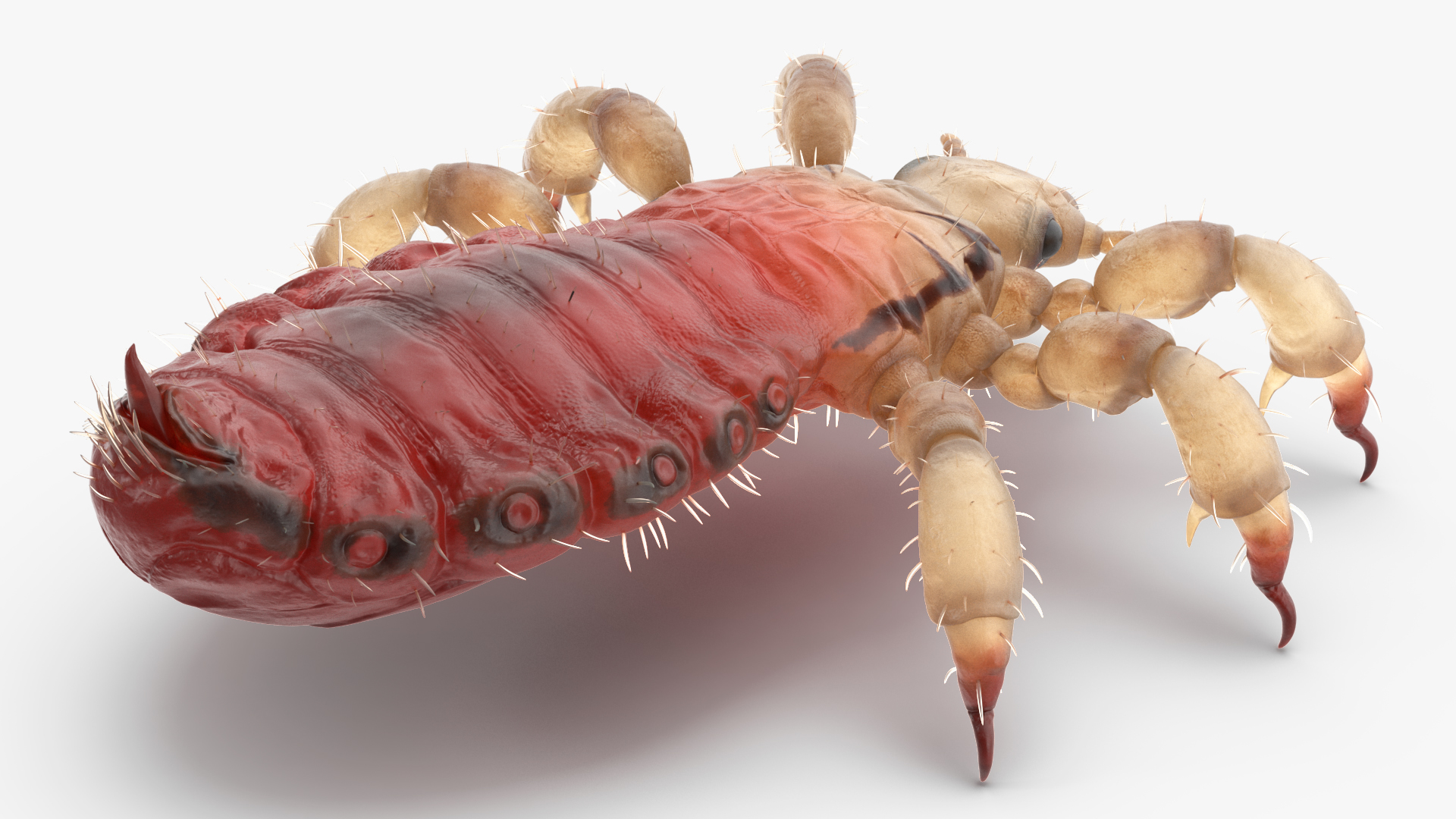 3D Head Louse Insect with Blood model
