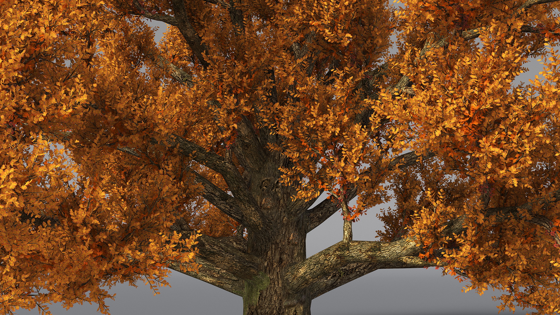 3D model Autumn Oak Tree
