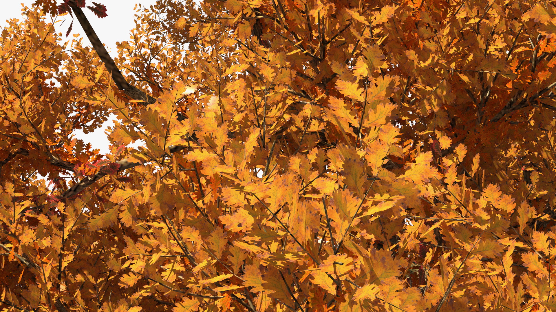 3D model Autumn Oak Tree