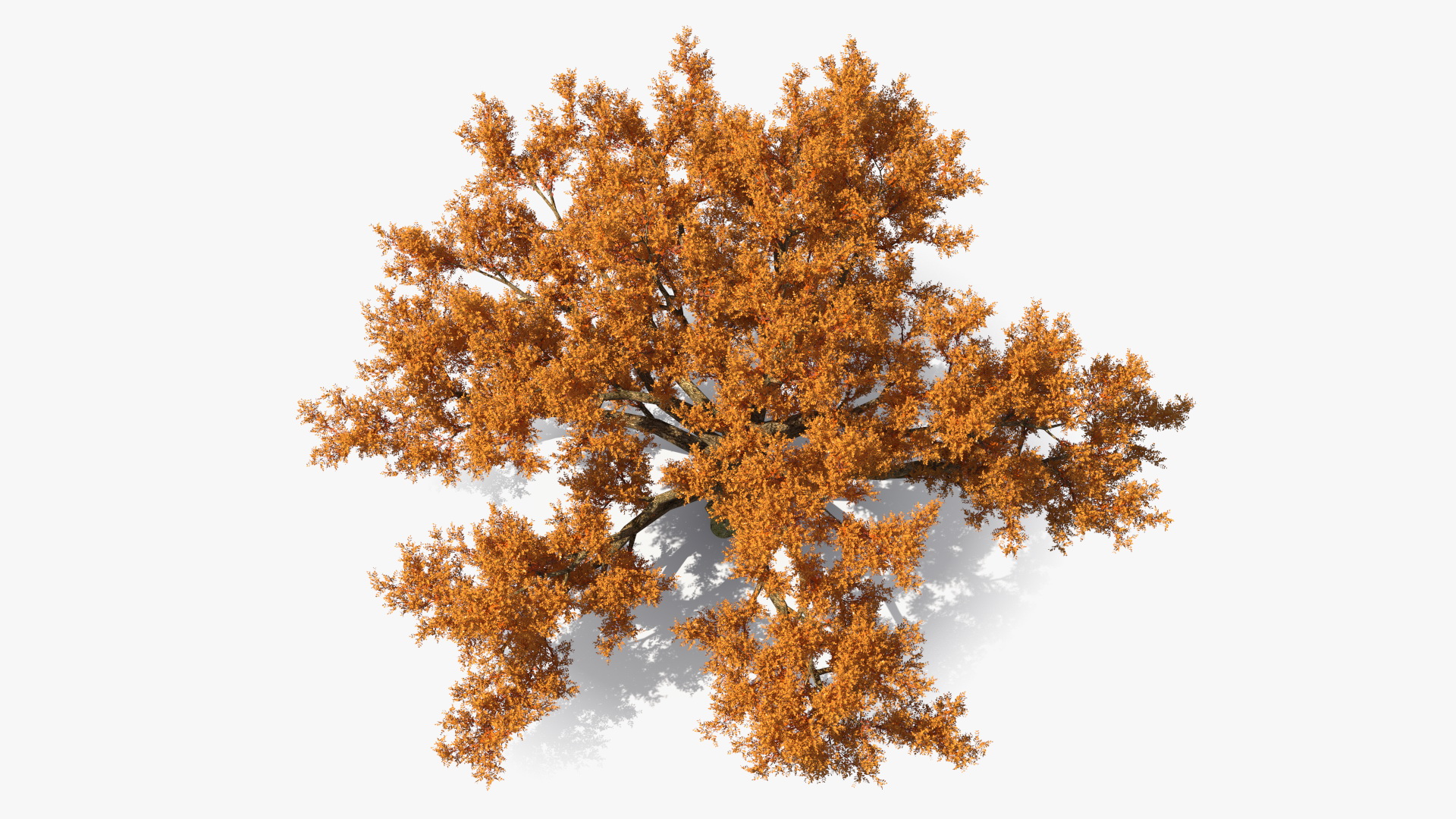 3D model Autumn Oak Tree