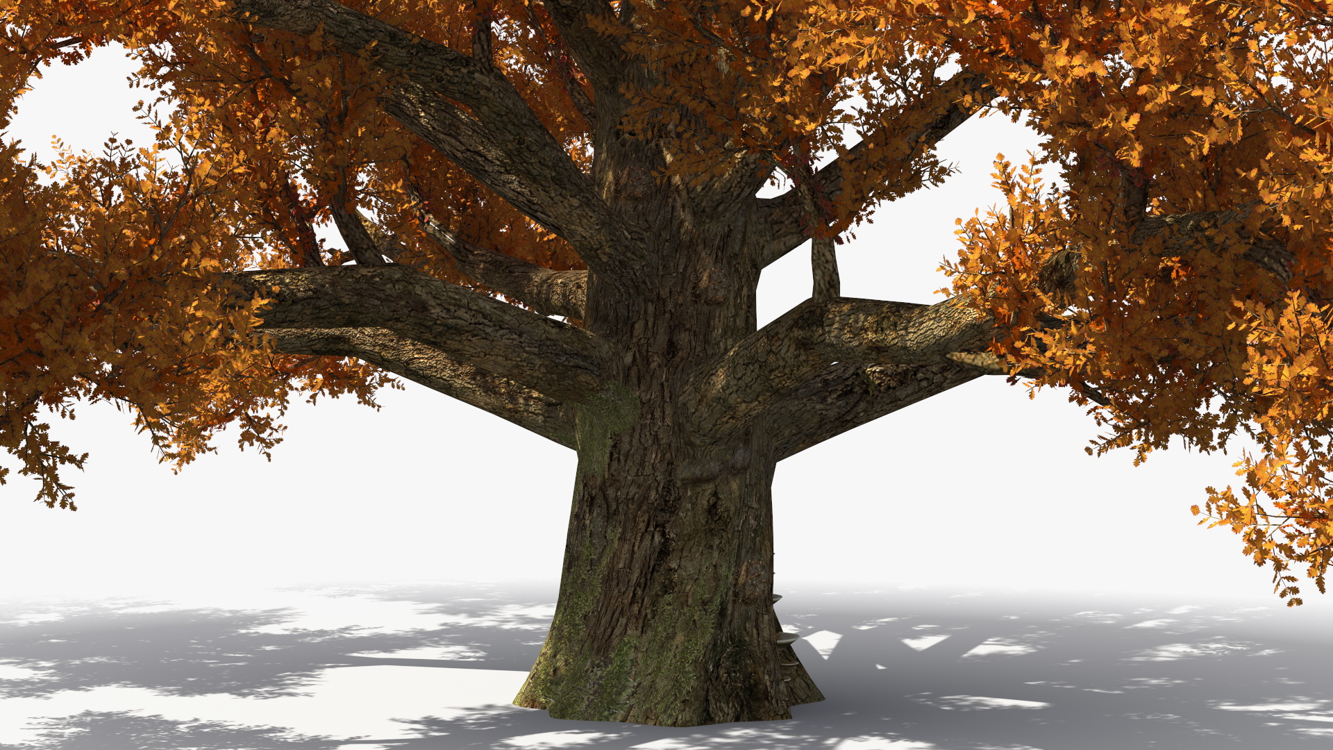 3D model Autumn Oak Tree