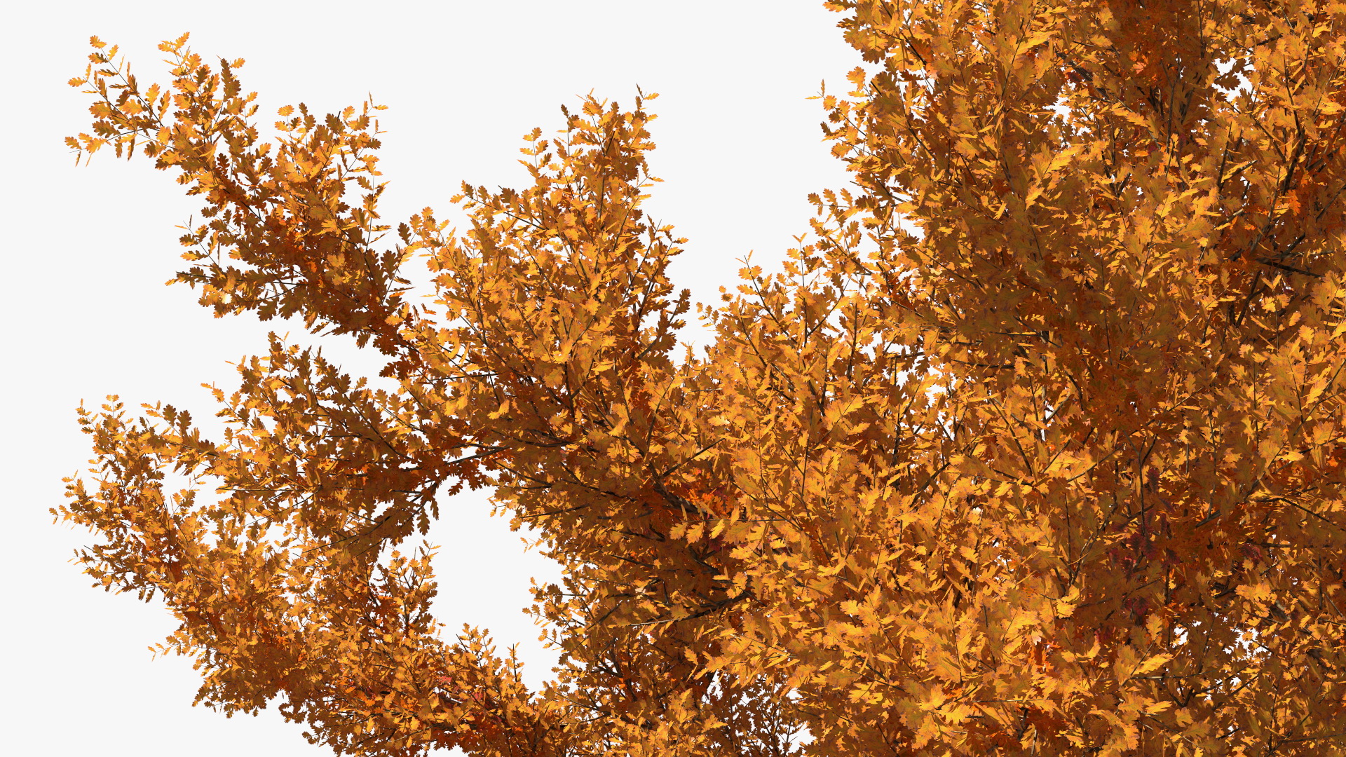 3D model Autumn Oak Tree