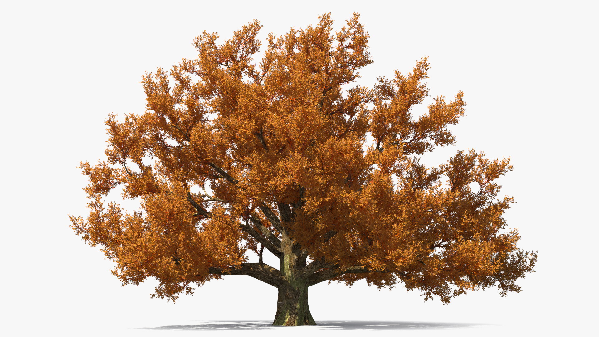 3D model Autumn Oak Tree