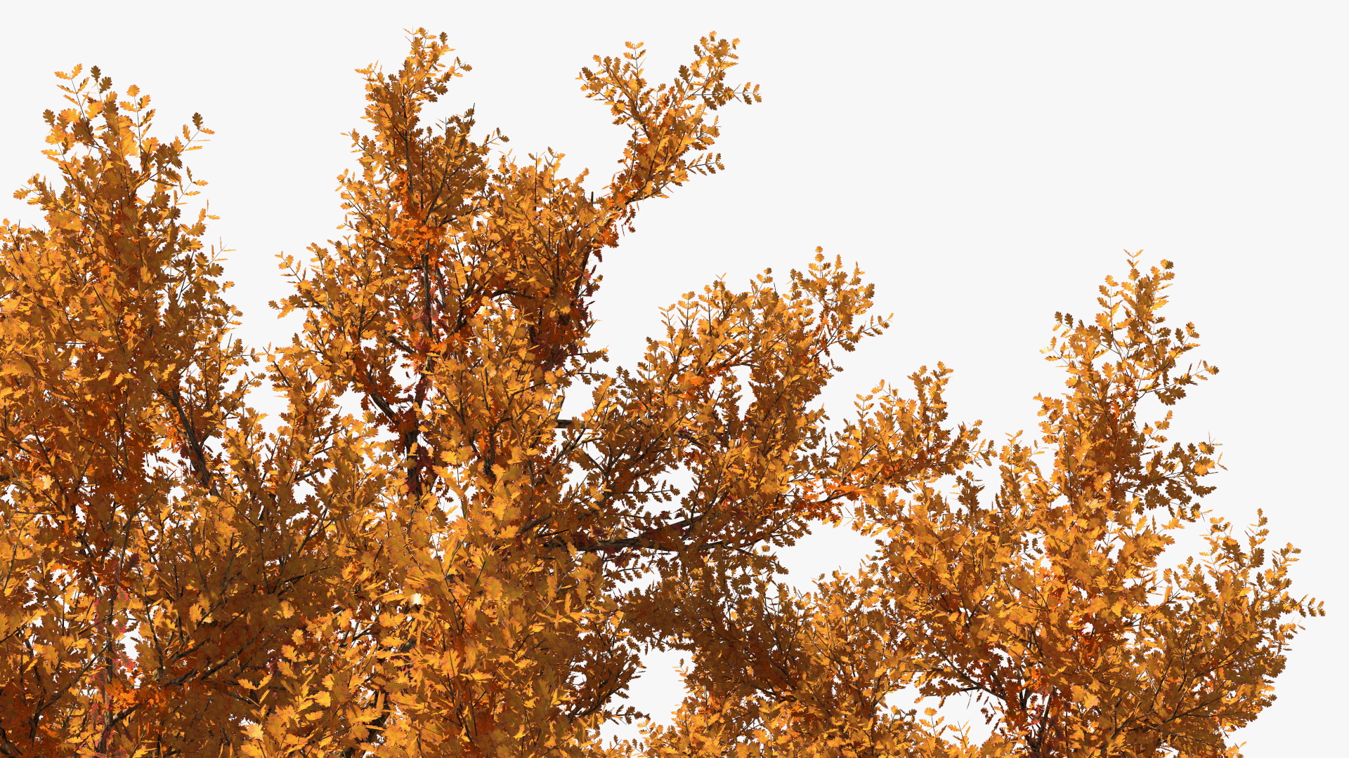3D model Autumn Oak Tree
