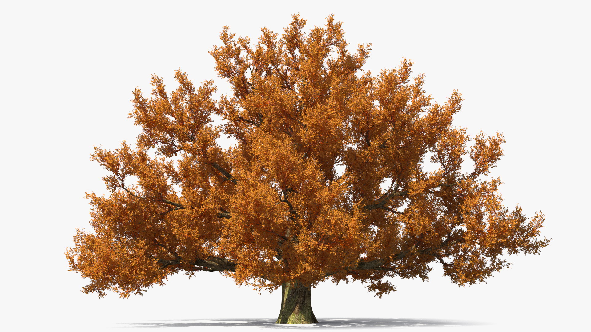 3D model Autumn Oak Tree