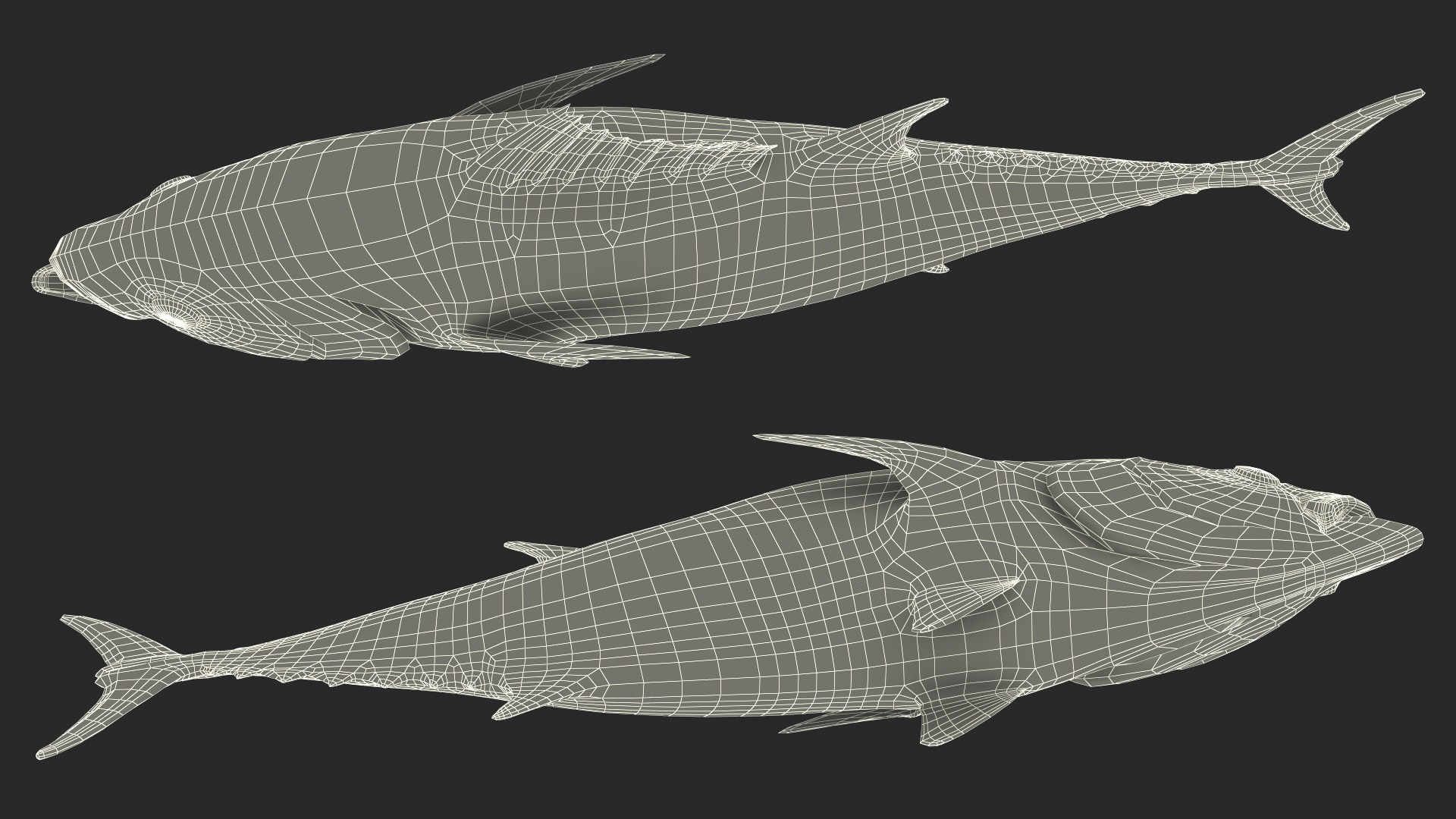 Bluefin Tuna Rigged 3D model