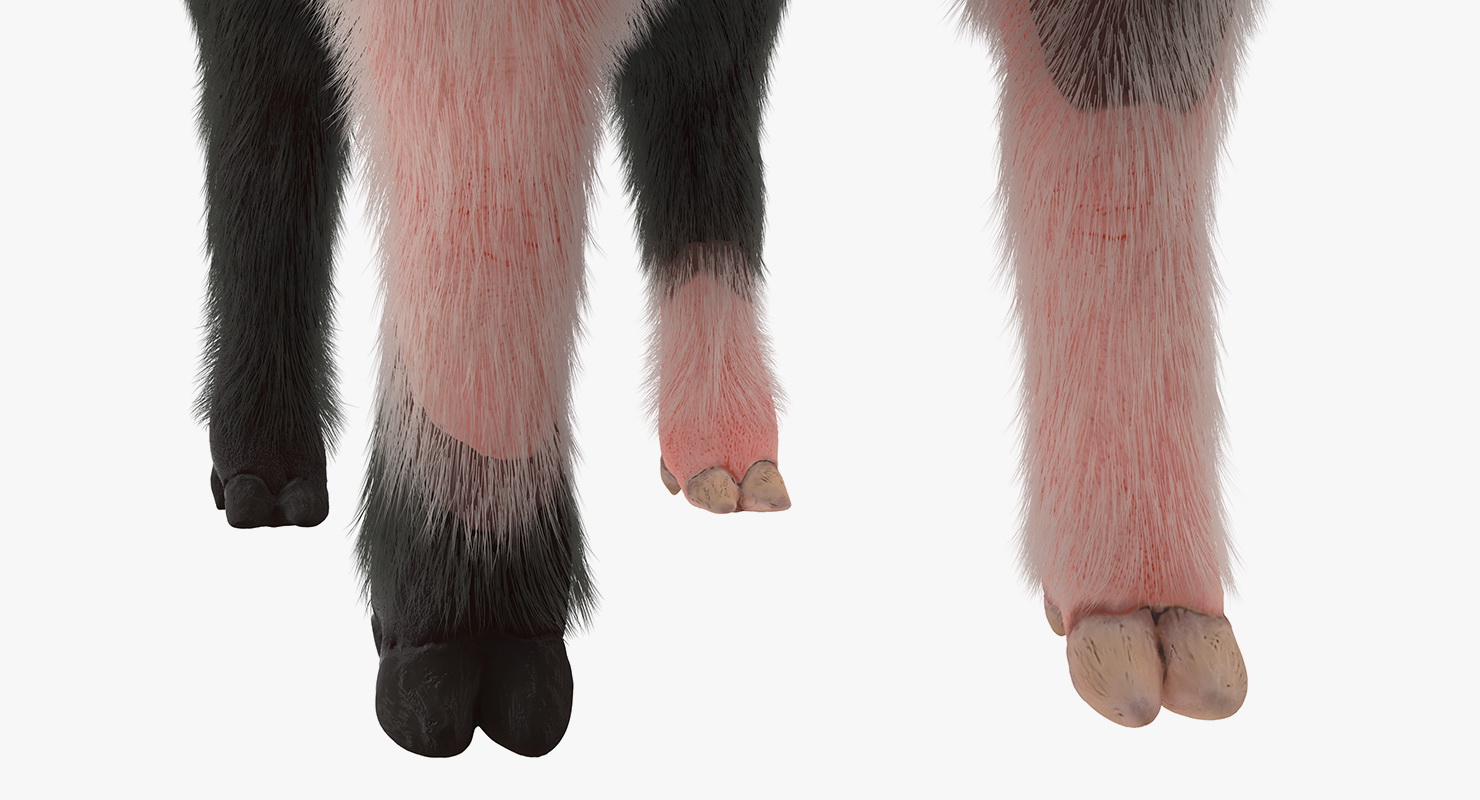 Hampshire Pig Piglet with Fur 3D model