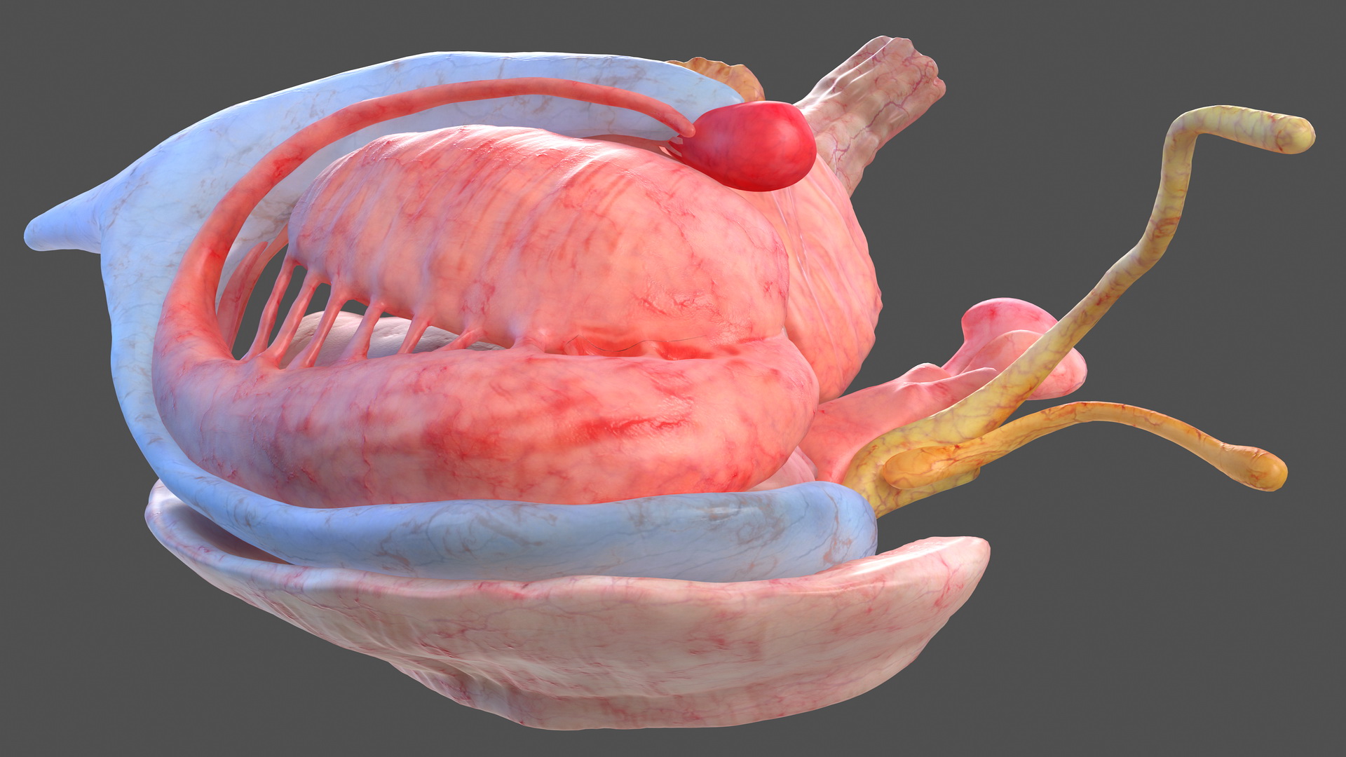 3D model Human Brain Midbrain Left