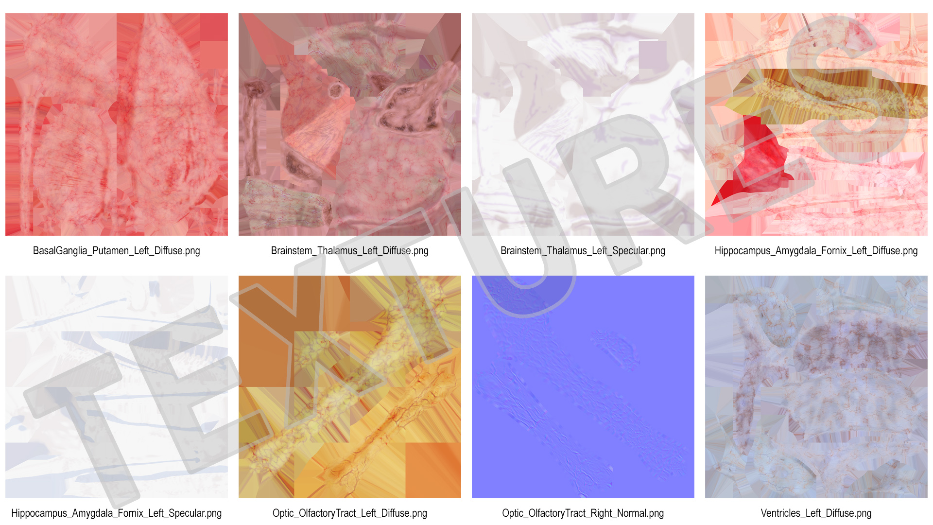 3D model Human Brain Midbrain Left