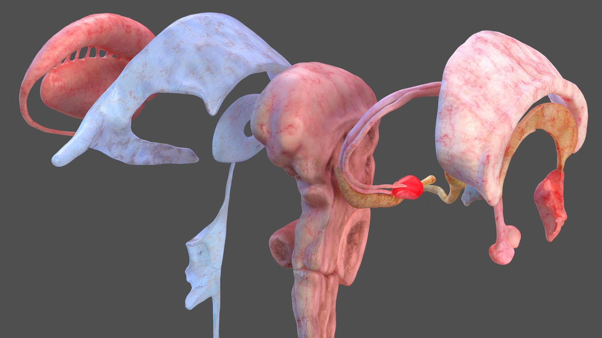 3D model Human Brain Midbrain Left