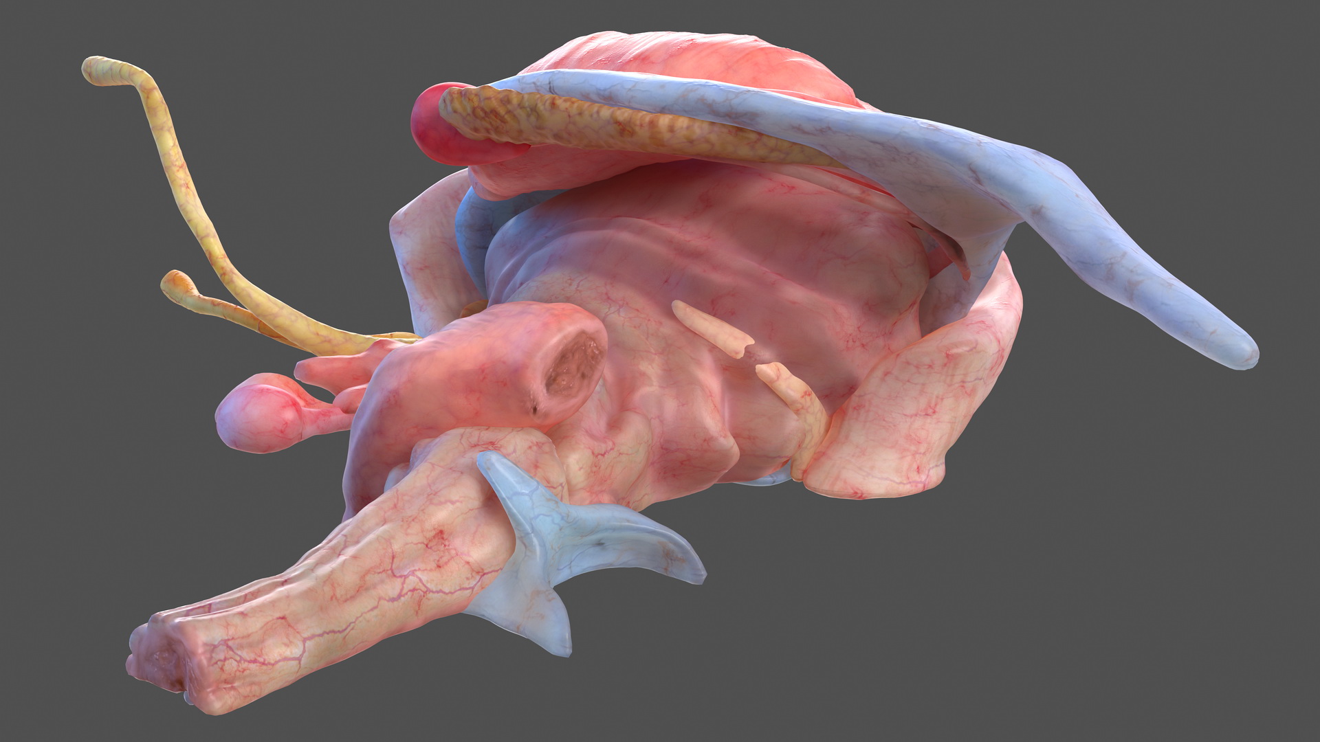 3D model Human Brain Midbrain Left