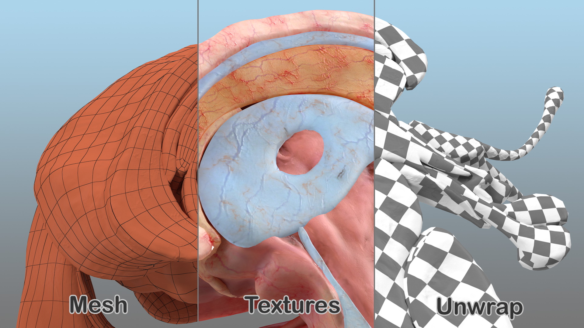 3D model Human Brain Midbrain Left