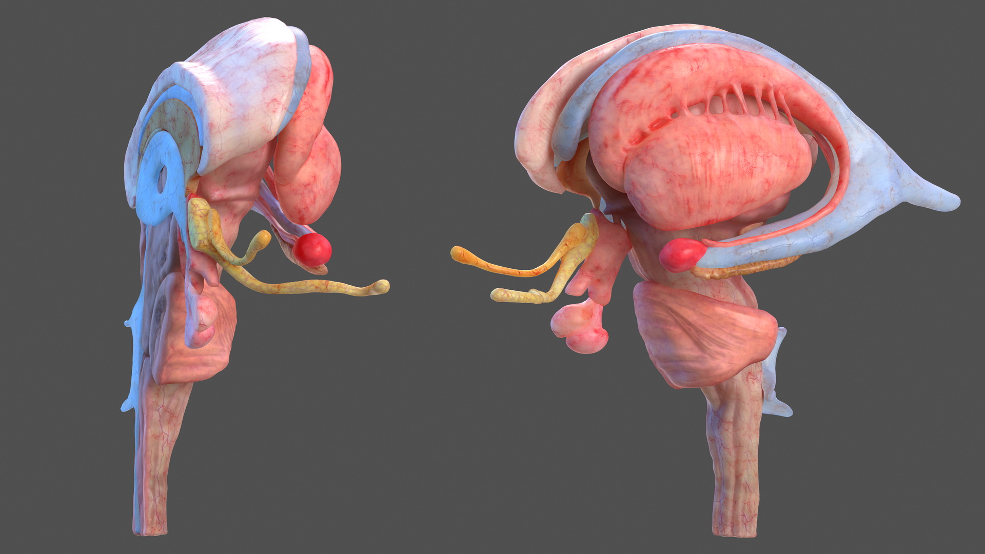 3D model Human Brain Midbrain Left