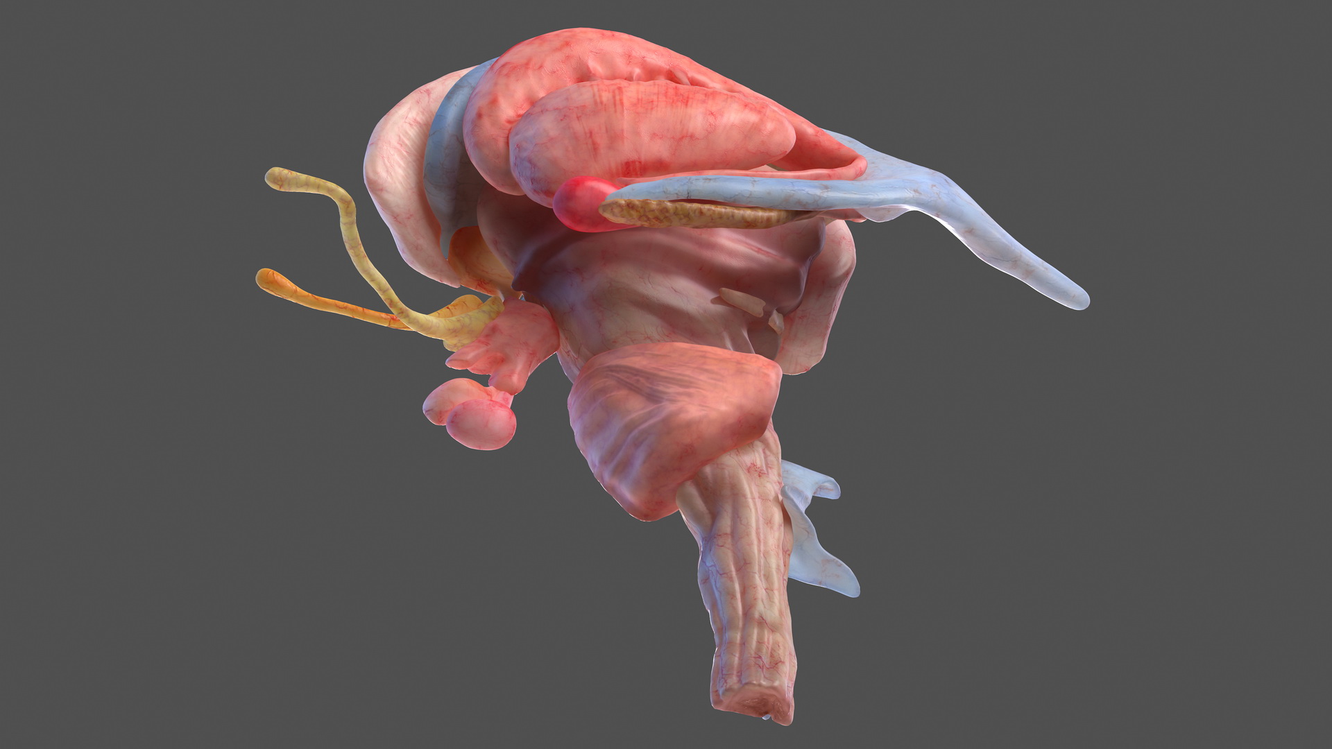 3D model Human Brain Midbrain Left