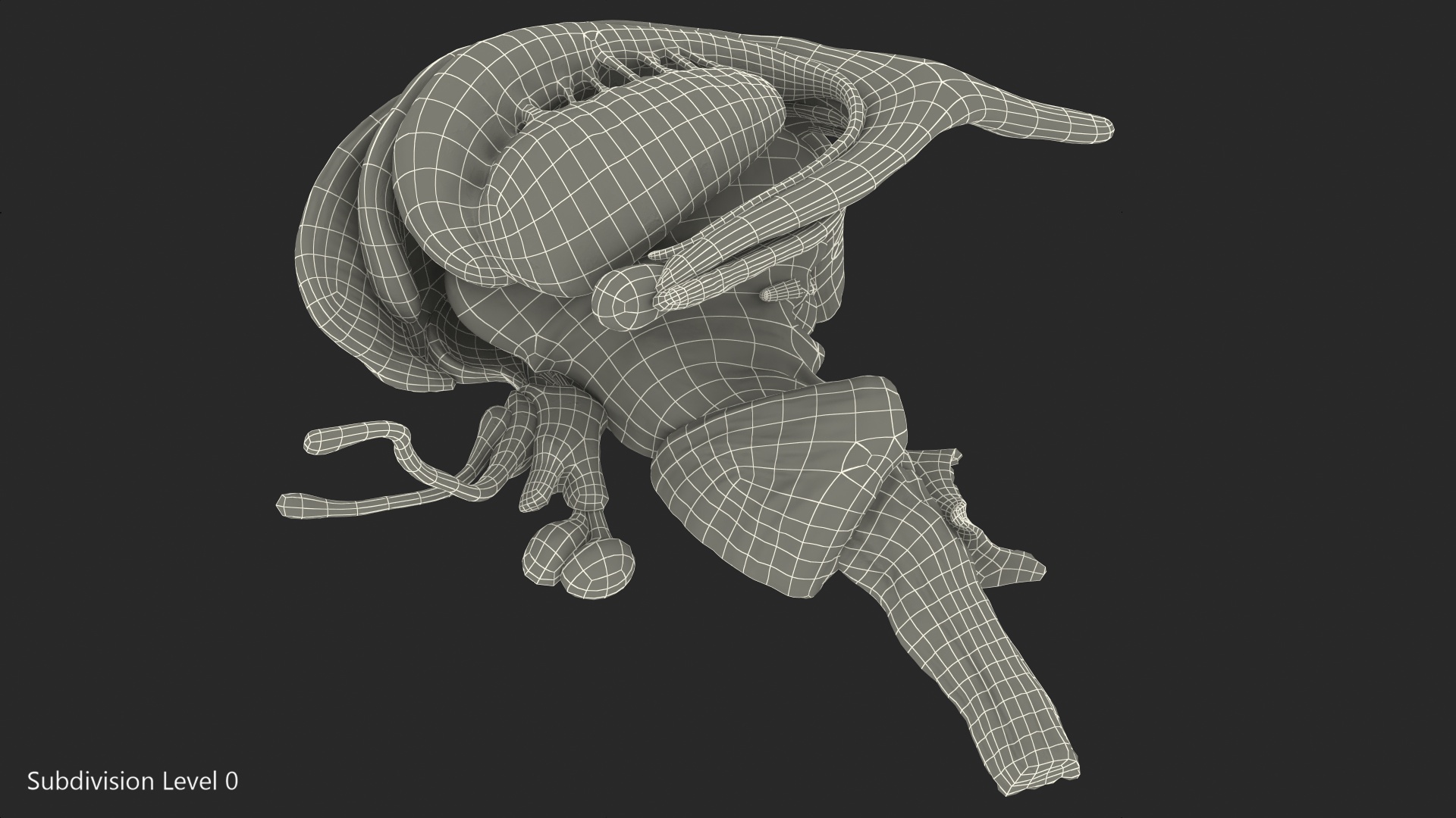 3D model Human Brain Midbrain Left