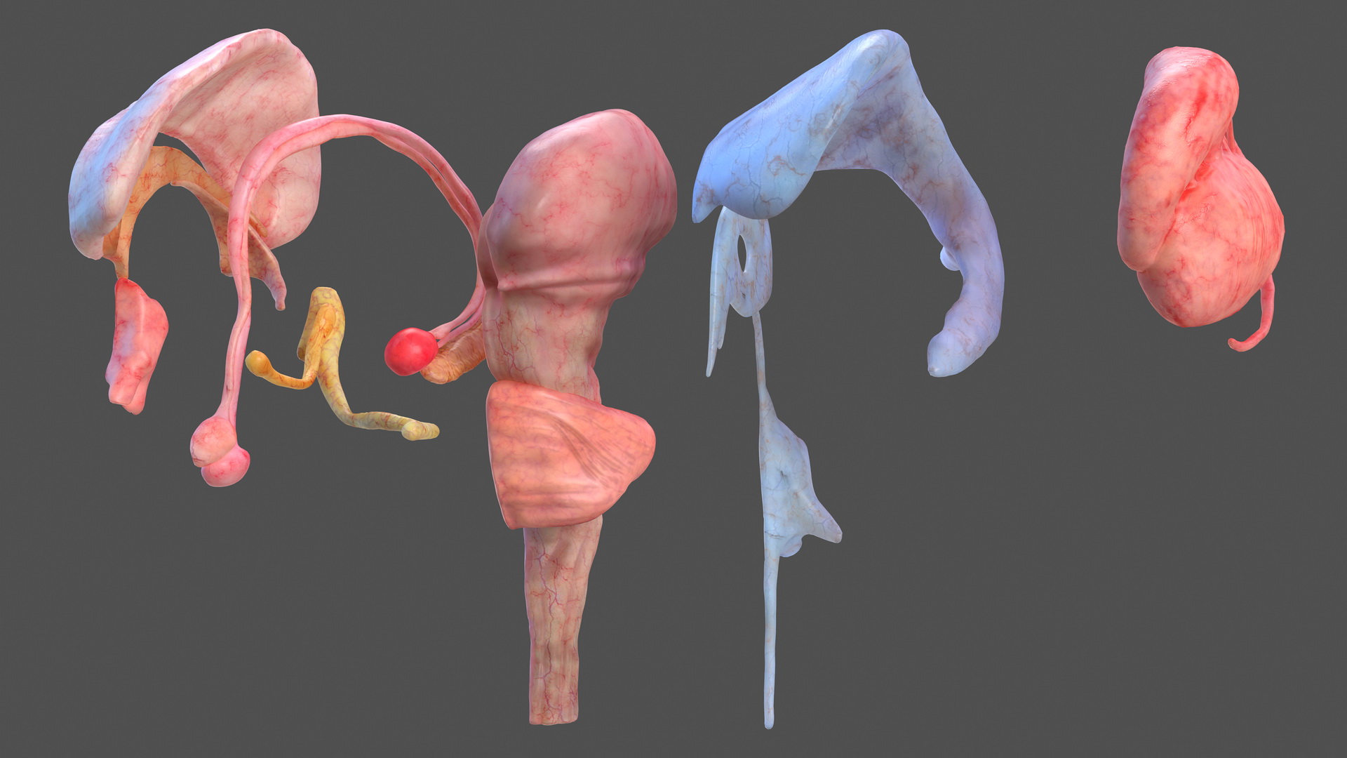 3D model Human Brain Midbrain Left